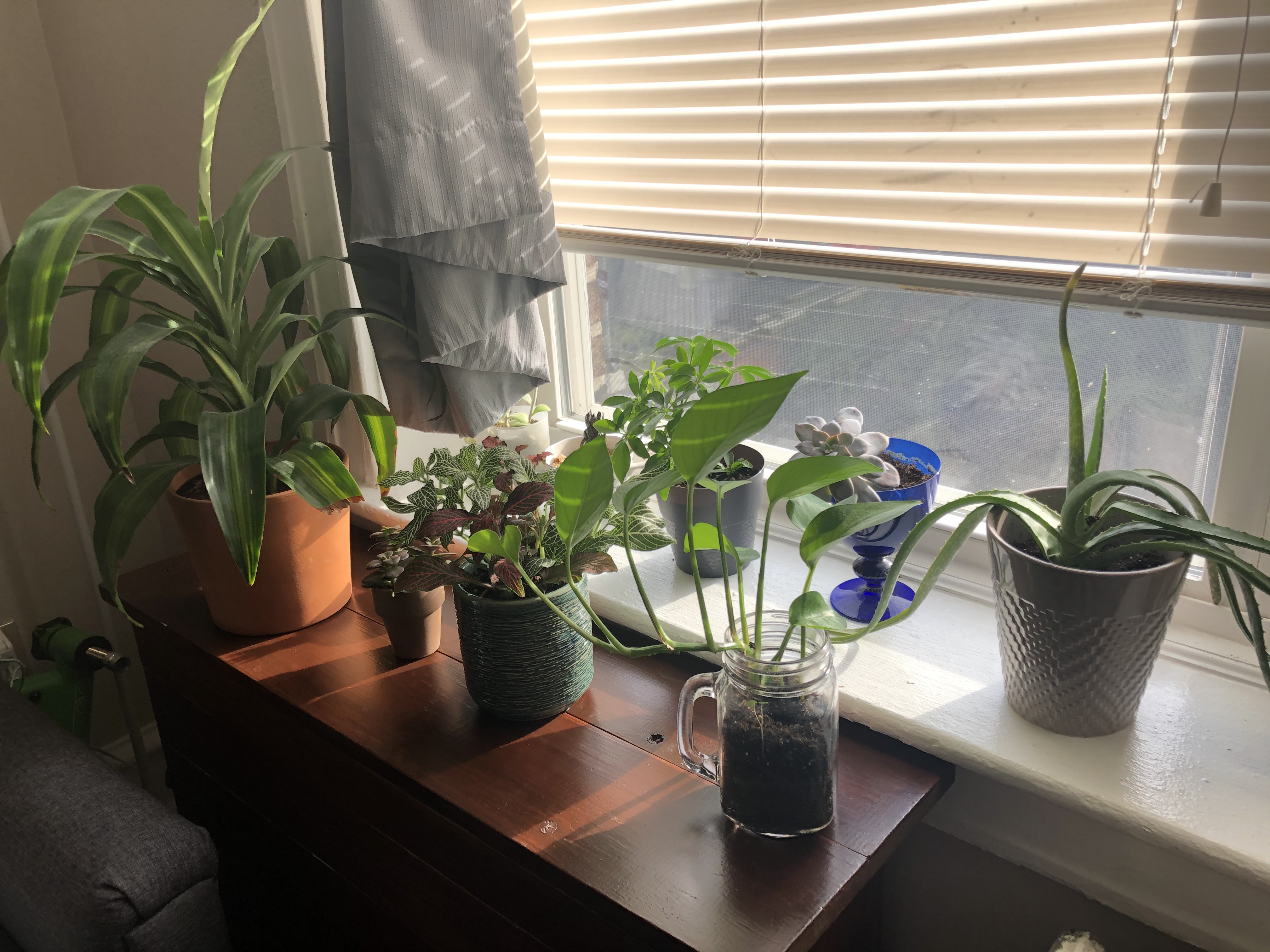 Various houseplants on a shelf and windowsill