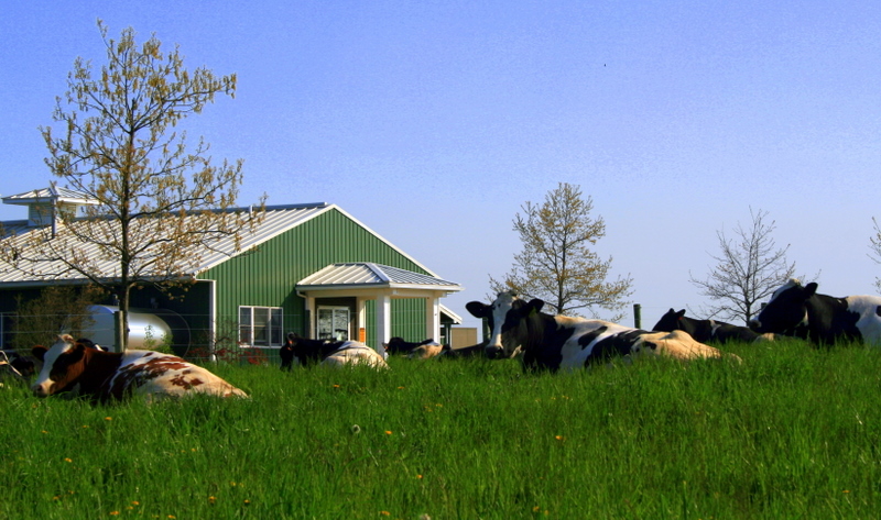cows in a field at new bolton center