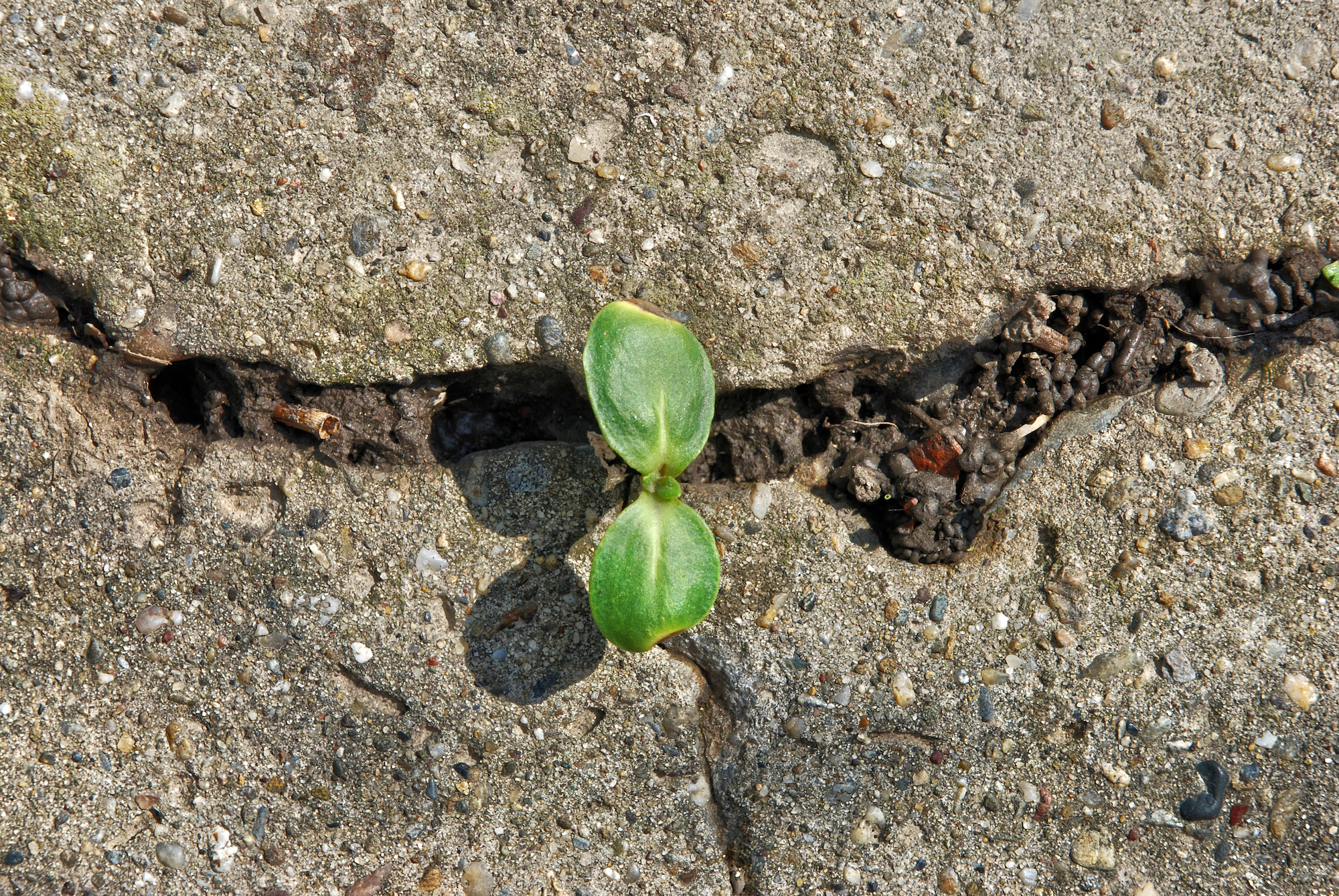 A close up of a plant growing from the cracks of a cement sidewalk. 
