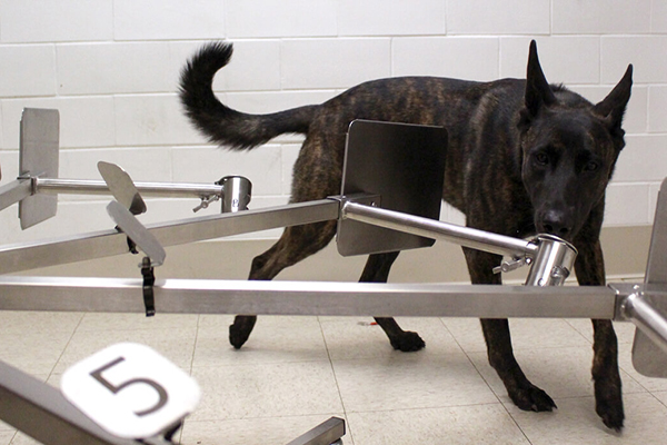 A dog at Penn’s Working Dog Center sniffing at something metal for COVID-19 detection training