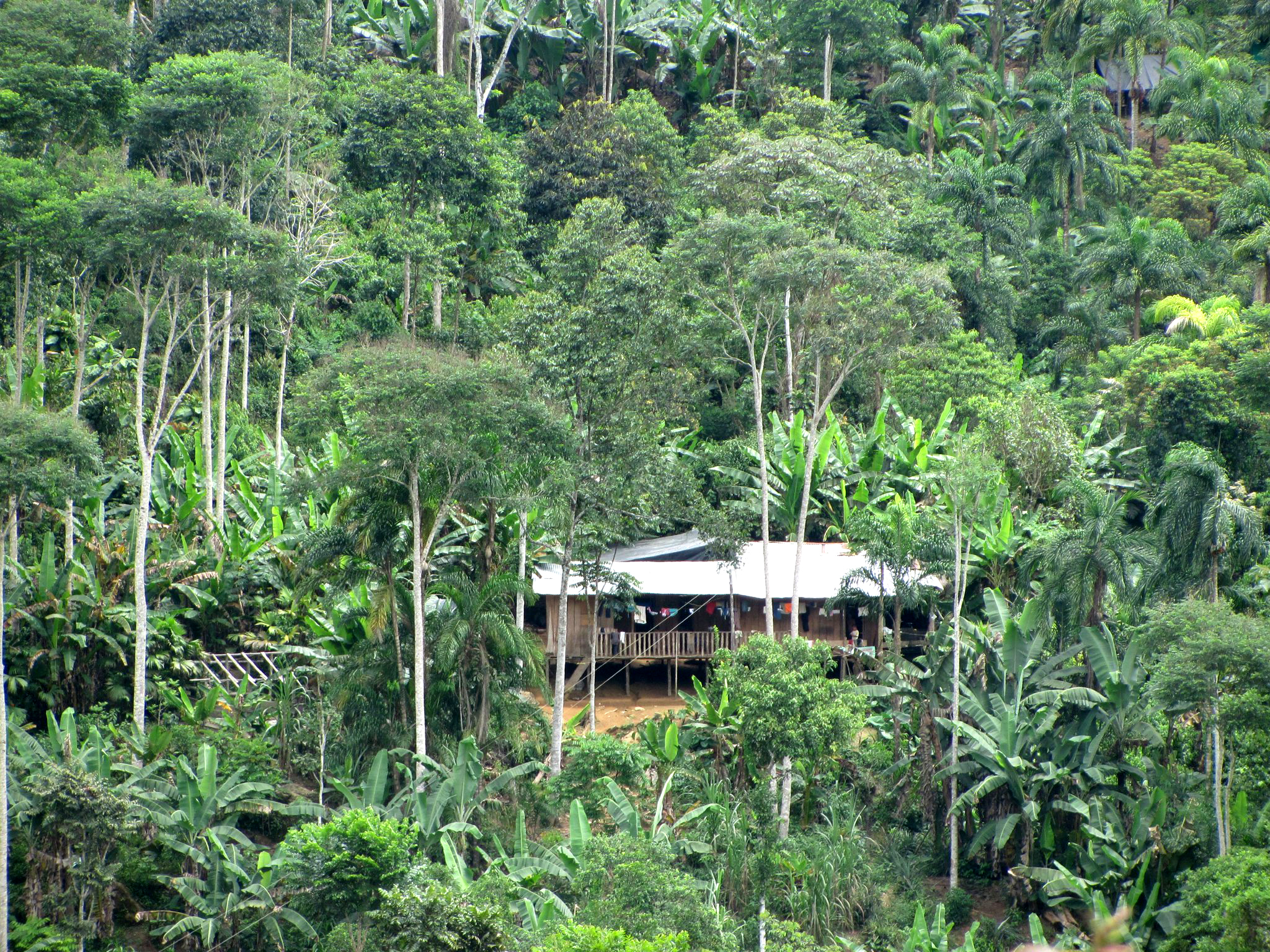 A building on stilts in the middle of a forest with banana trees