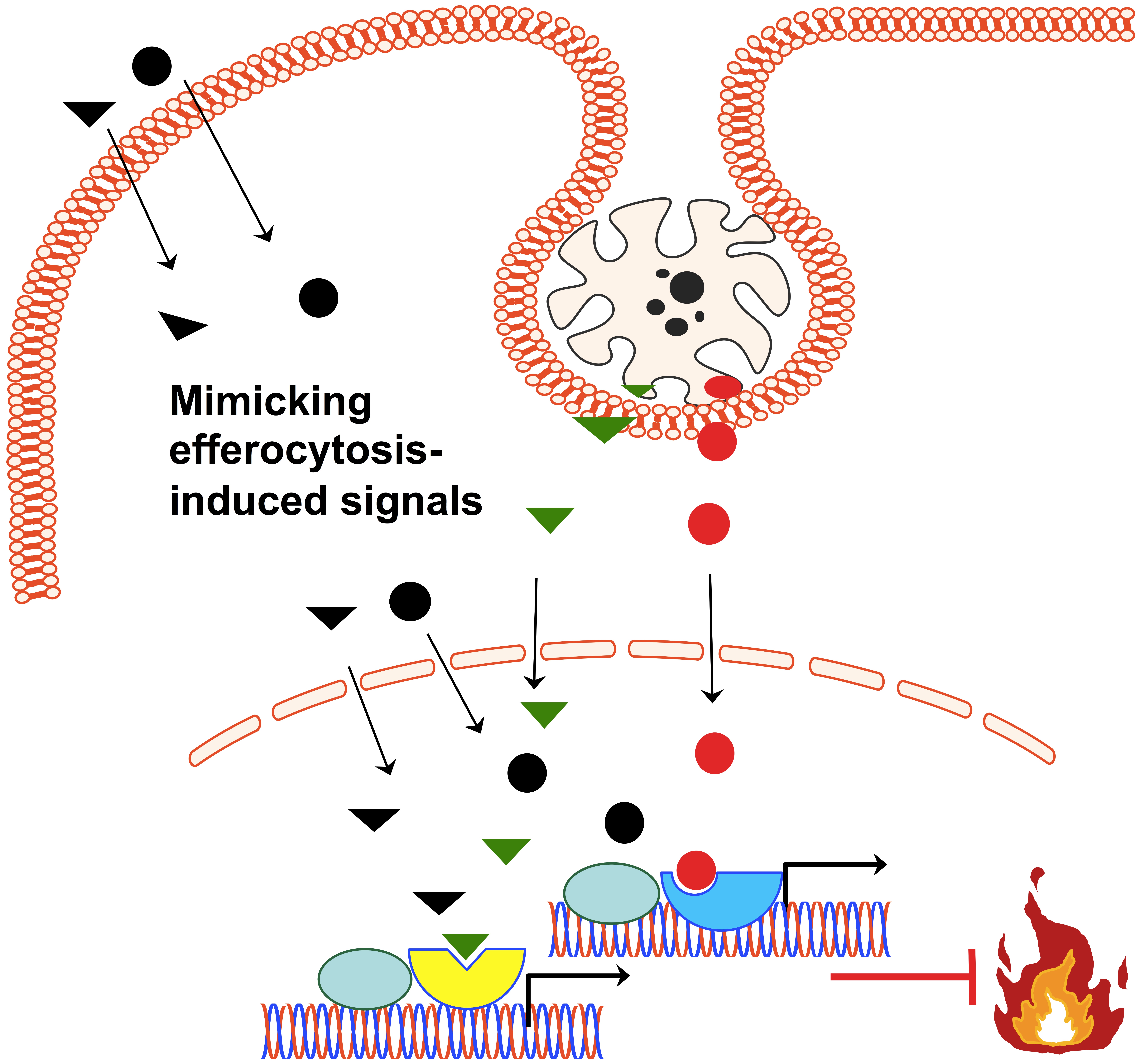 Image of a body's cell representing with the words "mimicking efferocytosis-induced signals" showing the treatment of an inflammatory disease