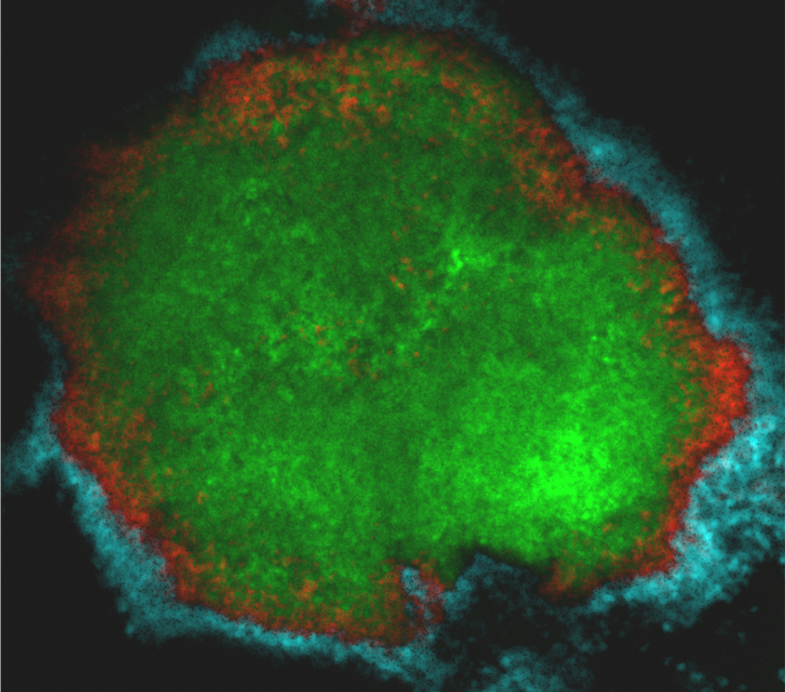 Microscopic image of a bacterial growth labeled with green, red, and blue fluorescence