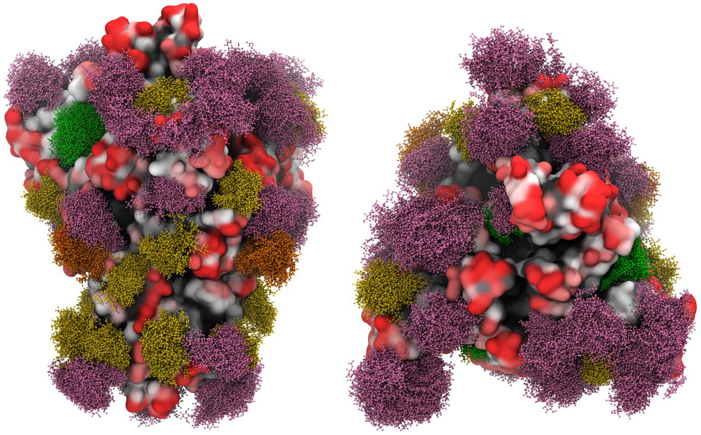 a diagram of the sars-cov-2 virus showing the proteins and sugars on the exterior