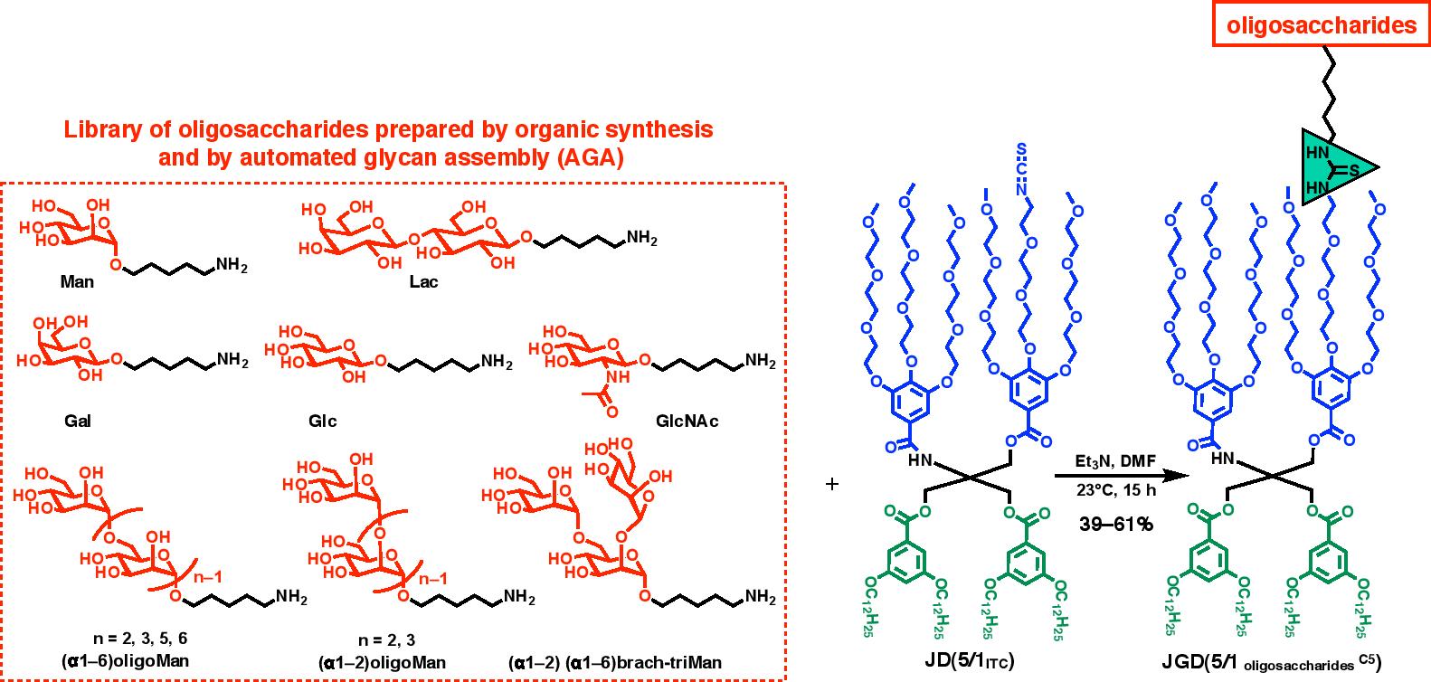chemical diagrams on the left showing library of oligosaccharides prepared by organic synthesis and by automated glycan assembly (AGA) including Man, Lac, Gal, Glc, GlcNAc, and three types of oligoMan, on the left are janus dendrimers (JD) showing a connection to oligosaccharides at hte top. 