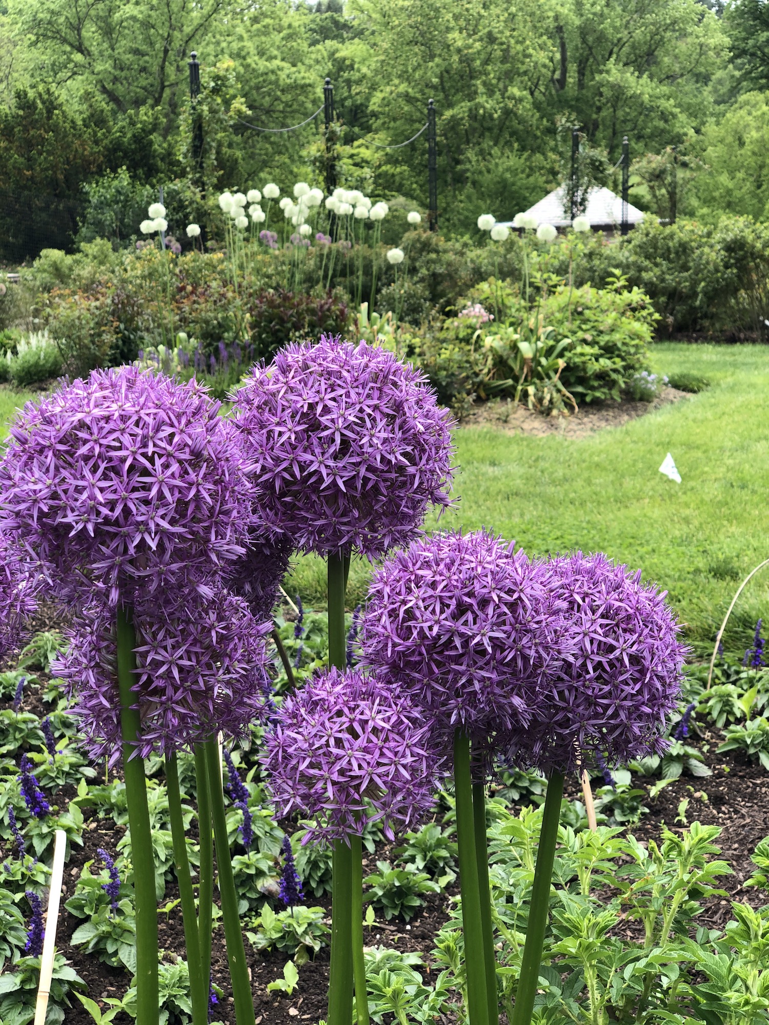 A group of allium flowers in bloom