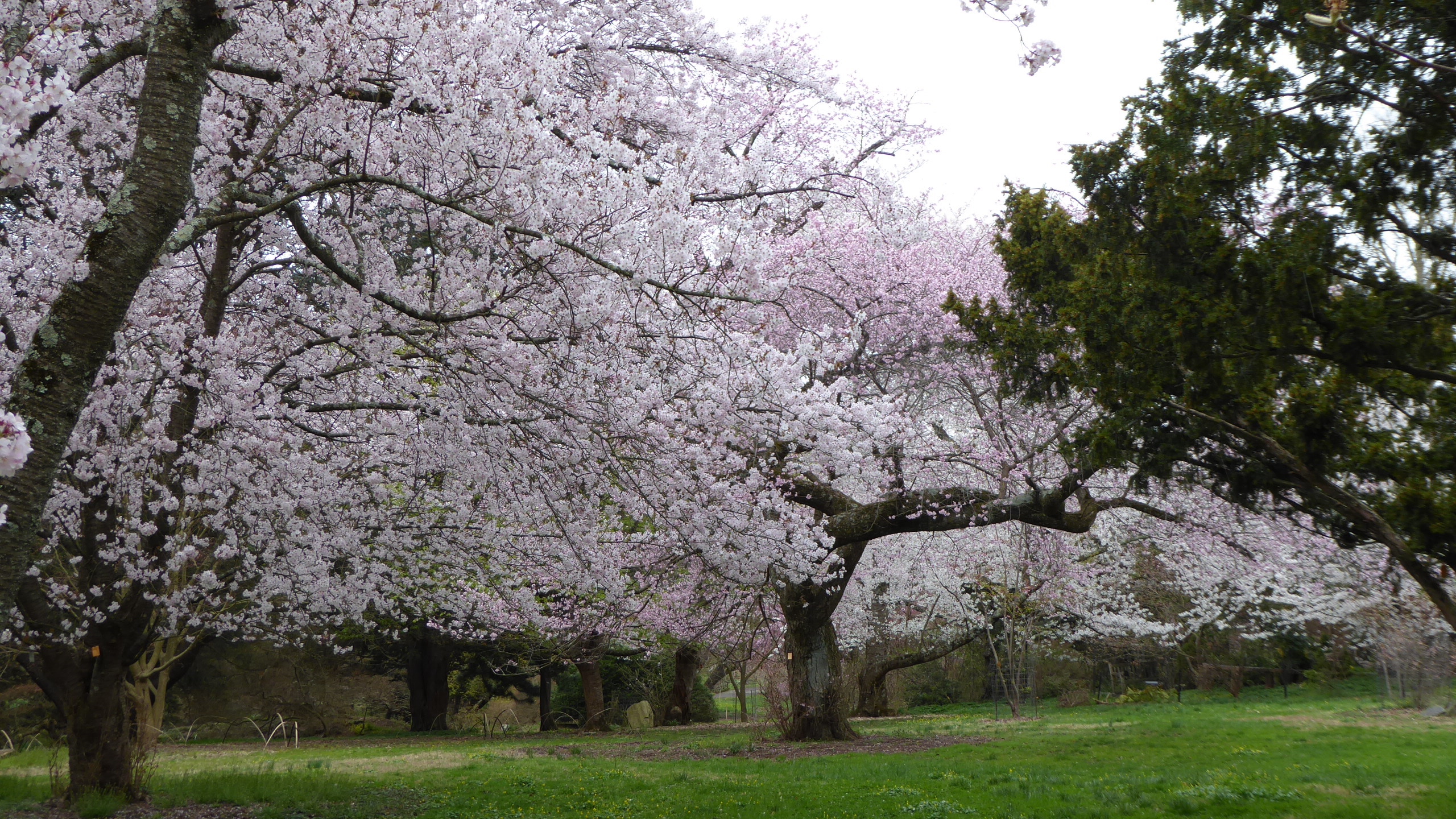 Flowering cherry trees