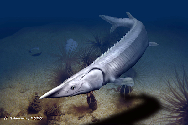 Illustration of a prehistoric fish with a long snout
