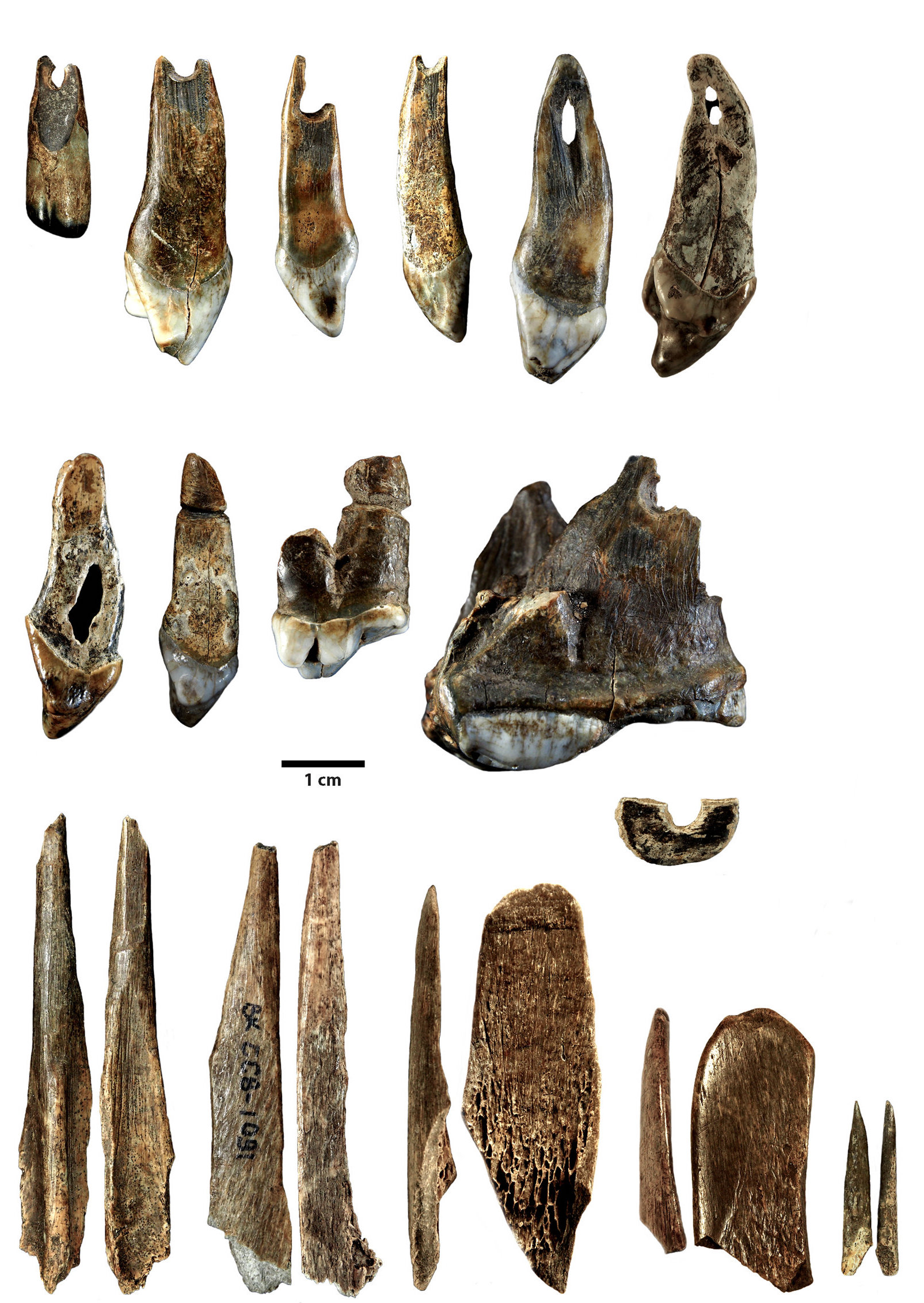 Three rows of bones and stone tools on a white background. In the middle is a measurement showing 1 centimeter length.