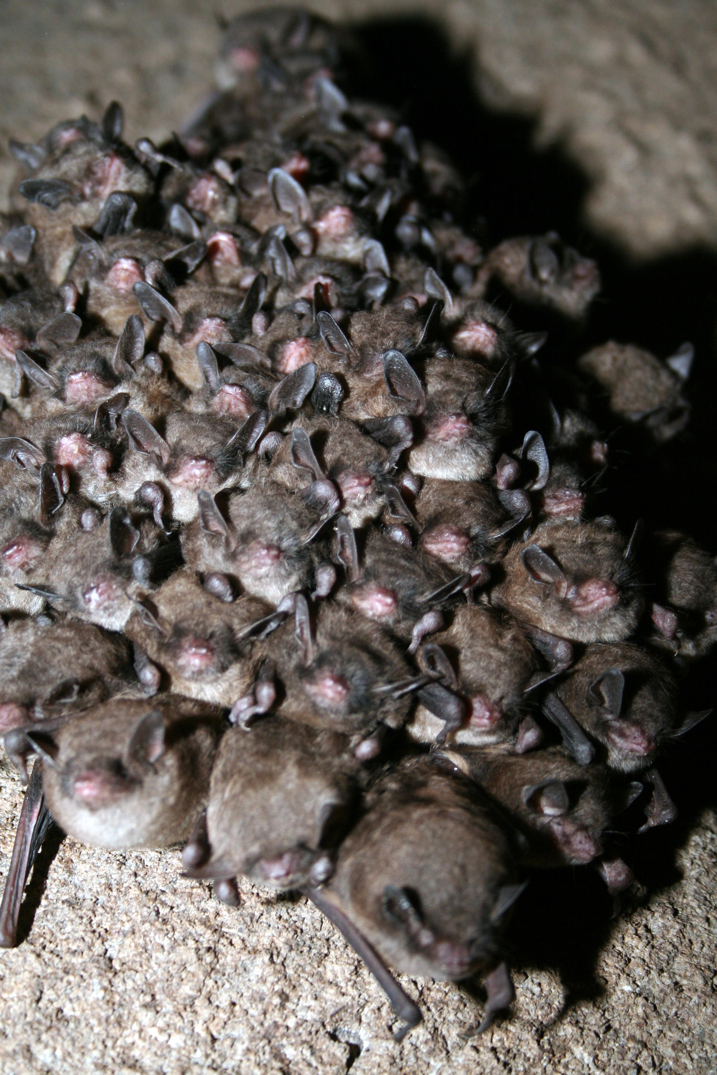 Tens of small brown bats clustered together