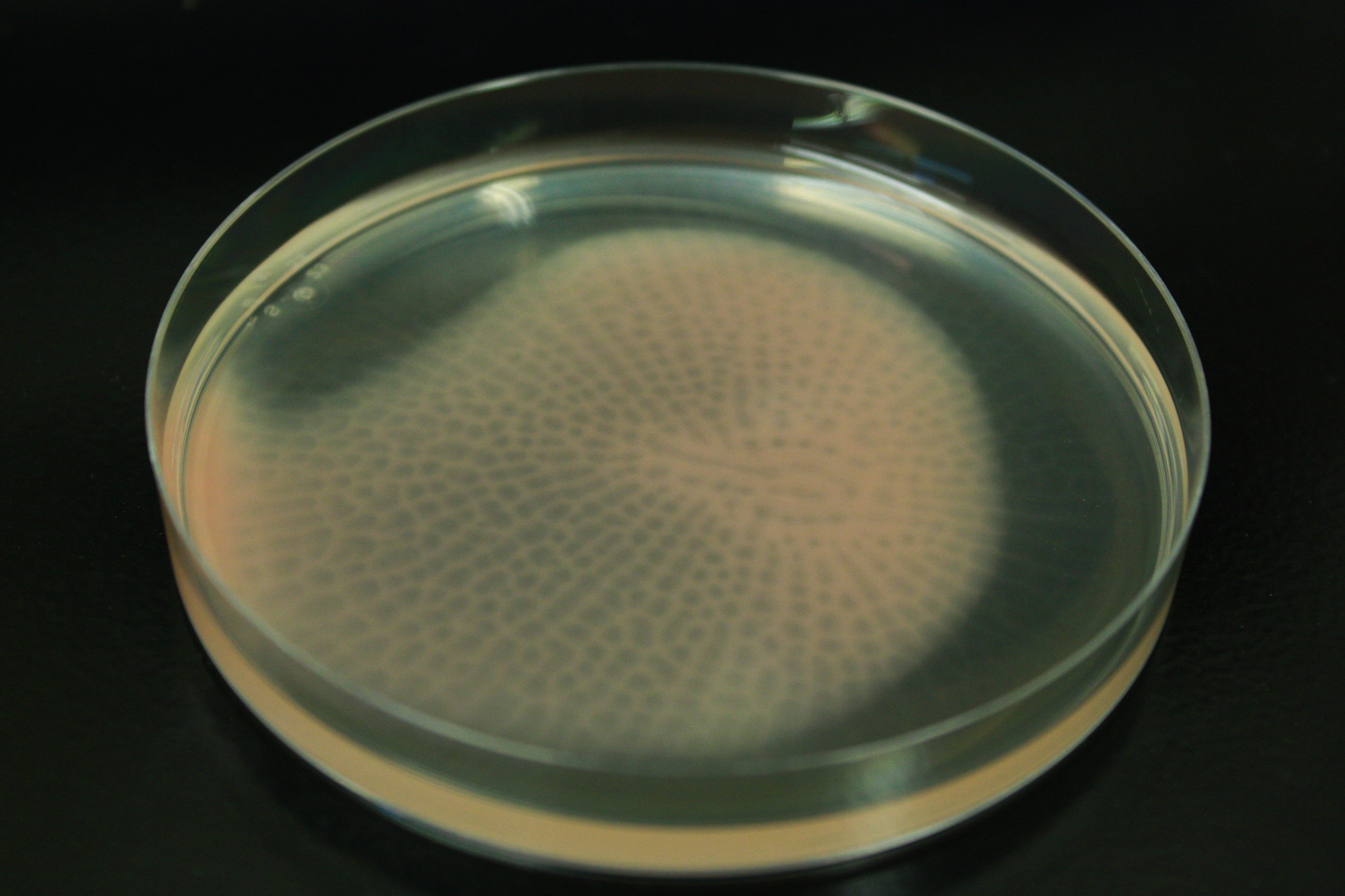 Petri dish with a honeycomb-like growth