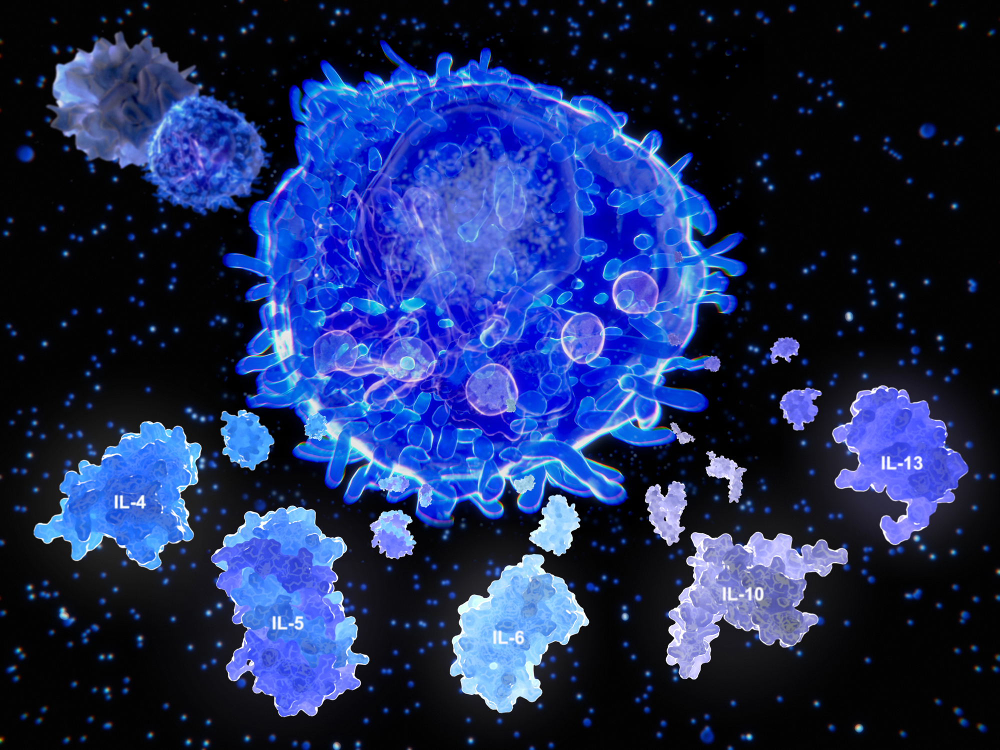 Illustration of a T cell releasing signaling molecules, IL-4, IL-5, IL-6, IL-10, and IL-13