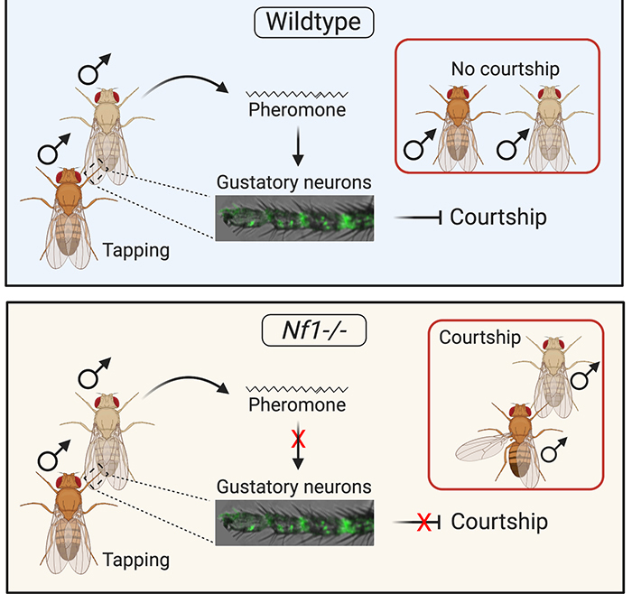 scientific rendering of neruons in flies comparing activity in courtship vs. no courtship