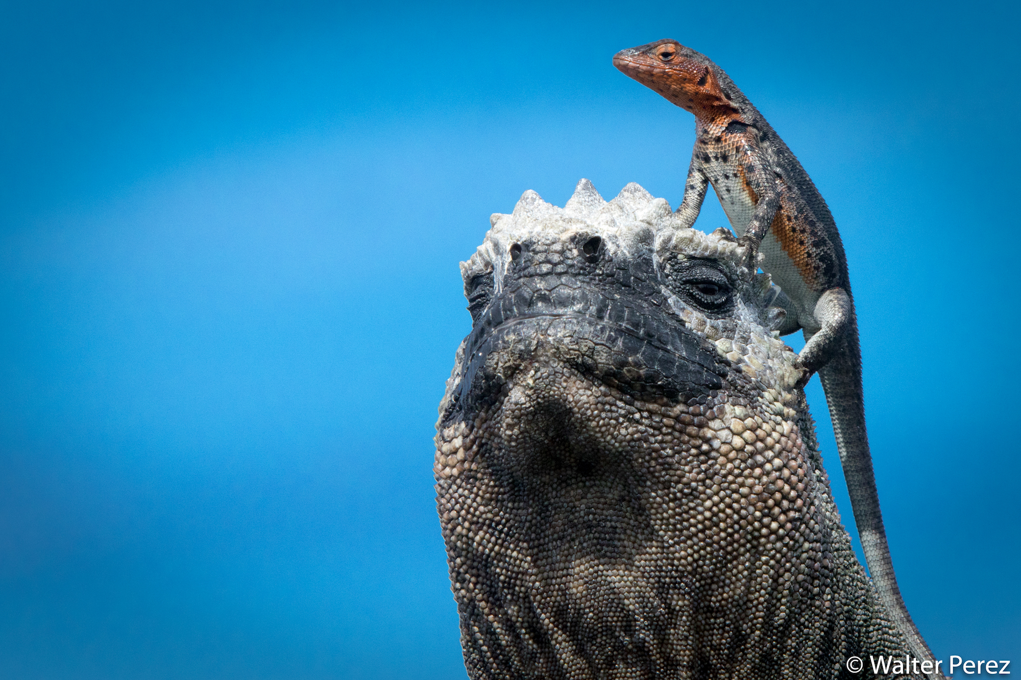 A Marine Iguana and a Galápagos Lava Lizard, Galápagos (©Walter Perez)