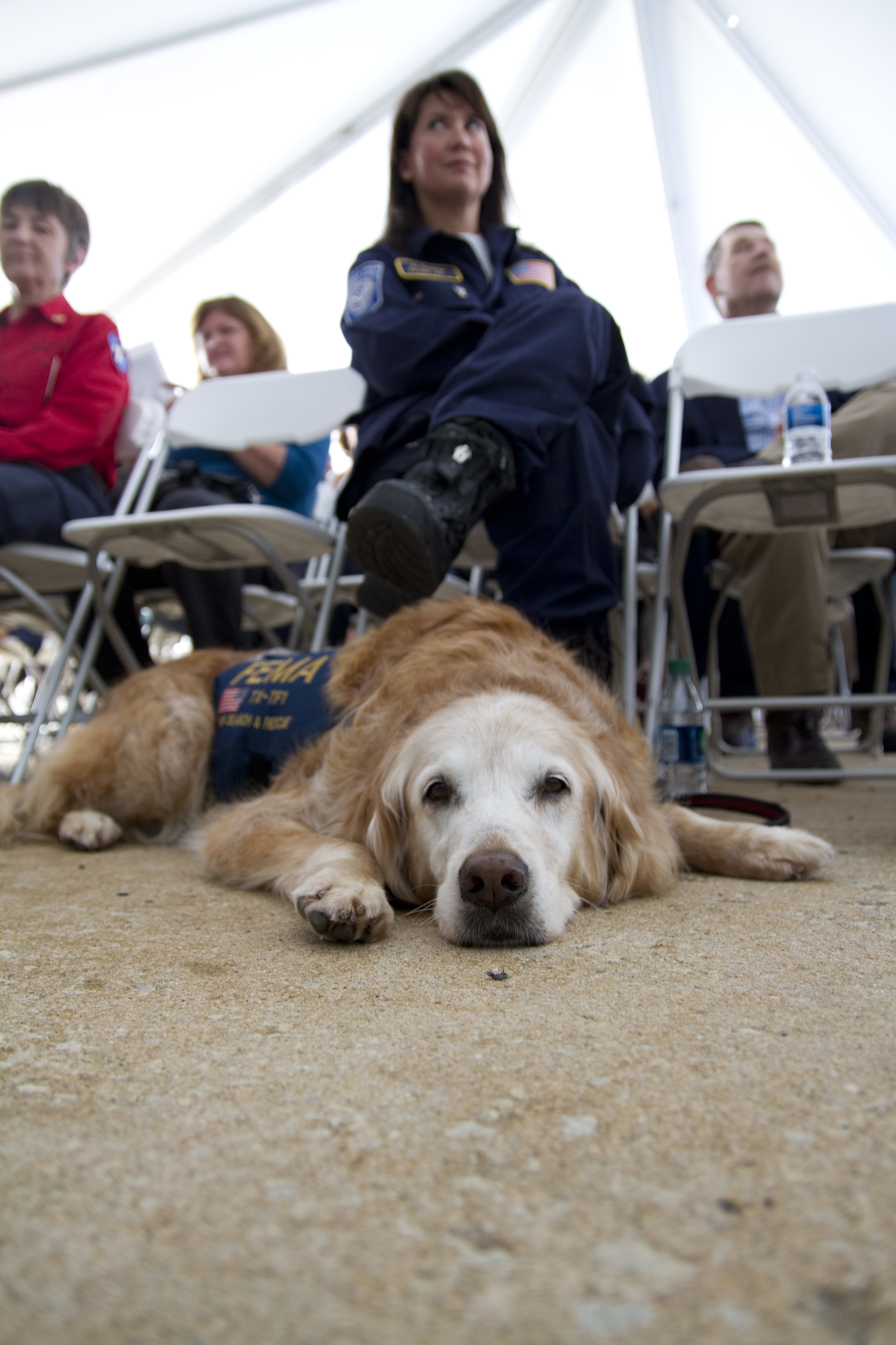 Older golden retriever with a FEMA vest lying on the floor at the feet of her handler