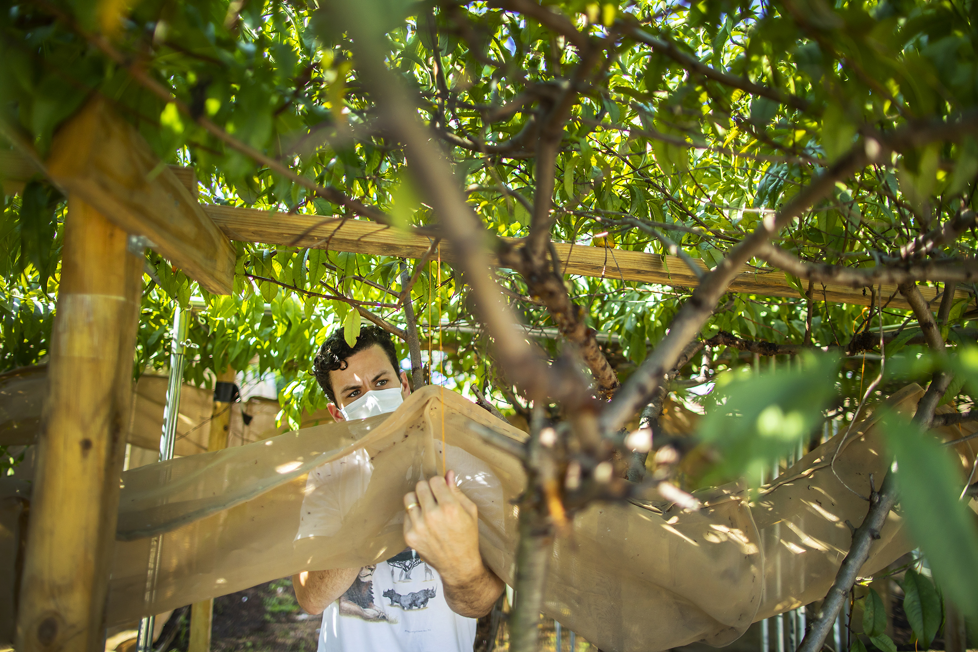 a person in a mask looking at bugs on a tarp below a canopy of tree branches