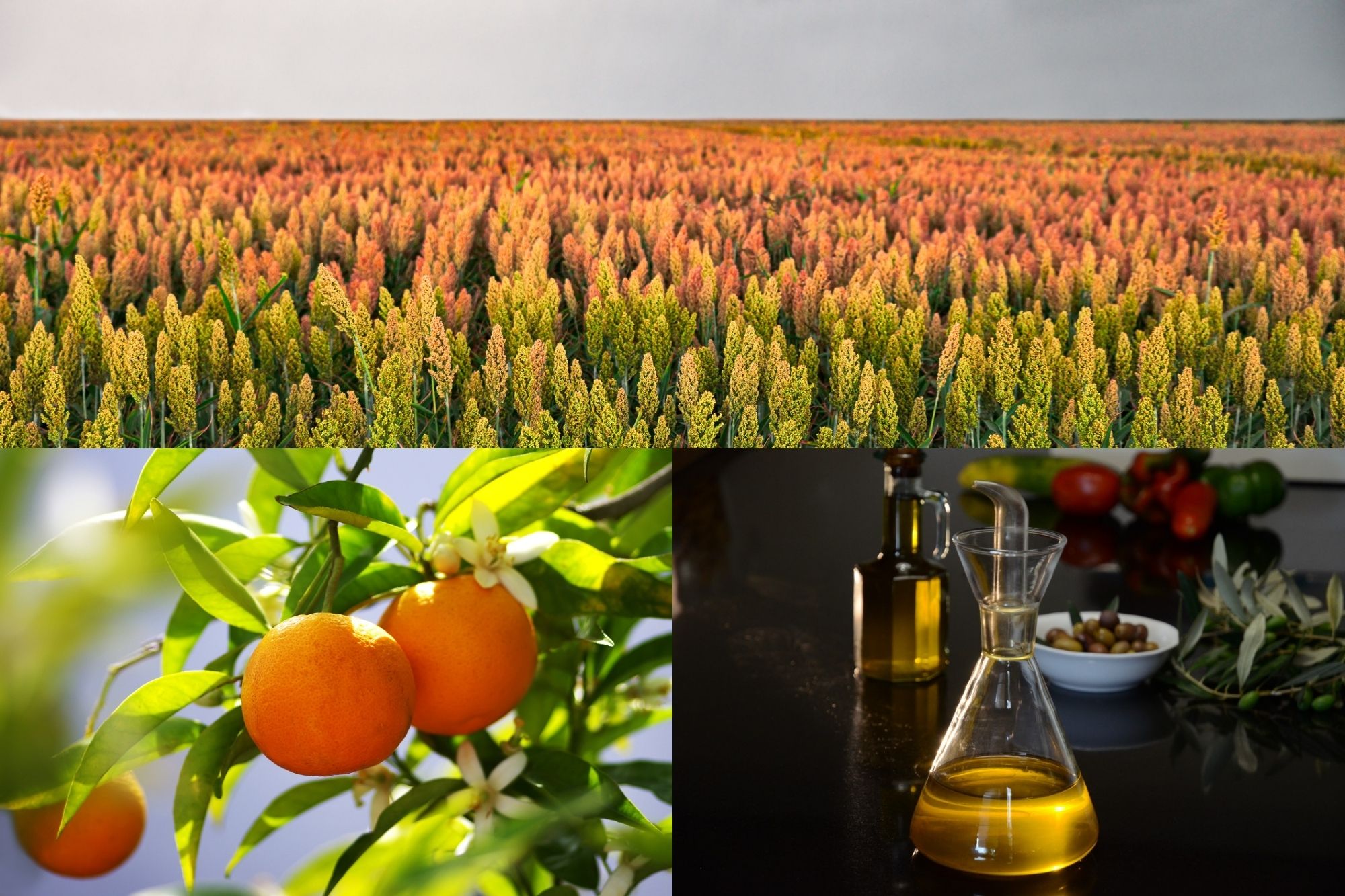 Triptych, top image is a field of sorghum, bottom left image are three oranges growing on a branch and orange blossoms, bottom right is a carafe of olive oil, with a bottle of olive oil, bowl of olives, herbs, and vegetables in the background.