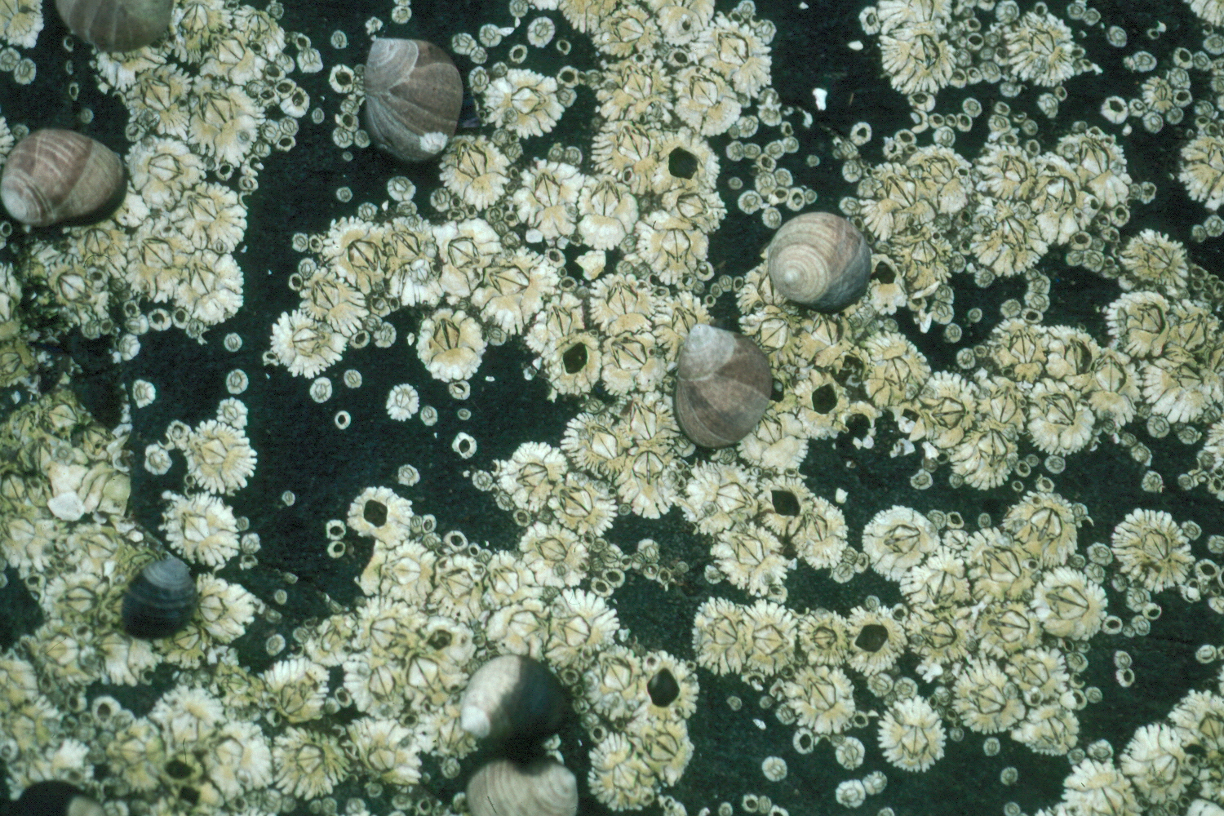 Snails and barnacles on a rock surface
