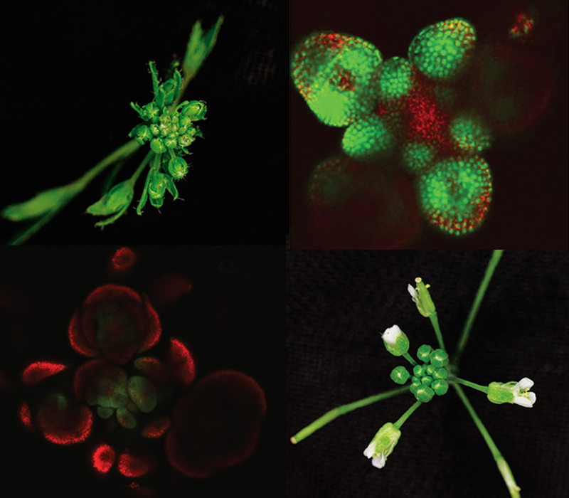 Close up images of plant parts in red and green