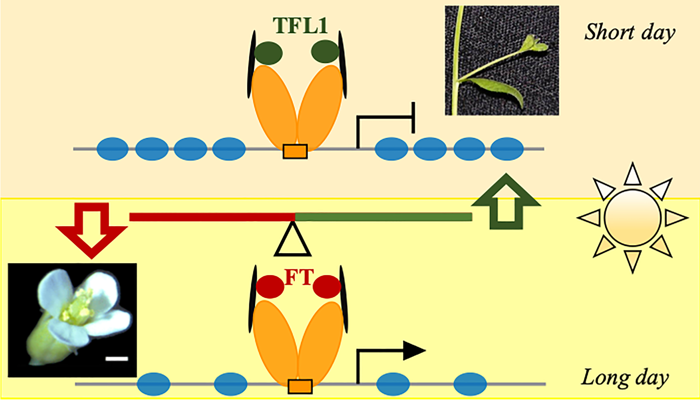 Diagram of the role of two molecules in plants, TFL1 and FT, which act differently in short versus long days
