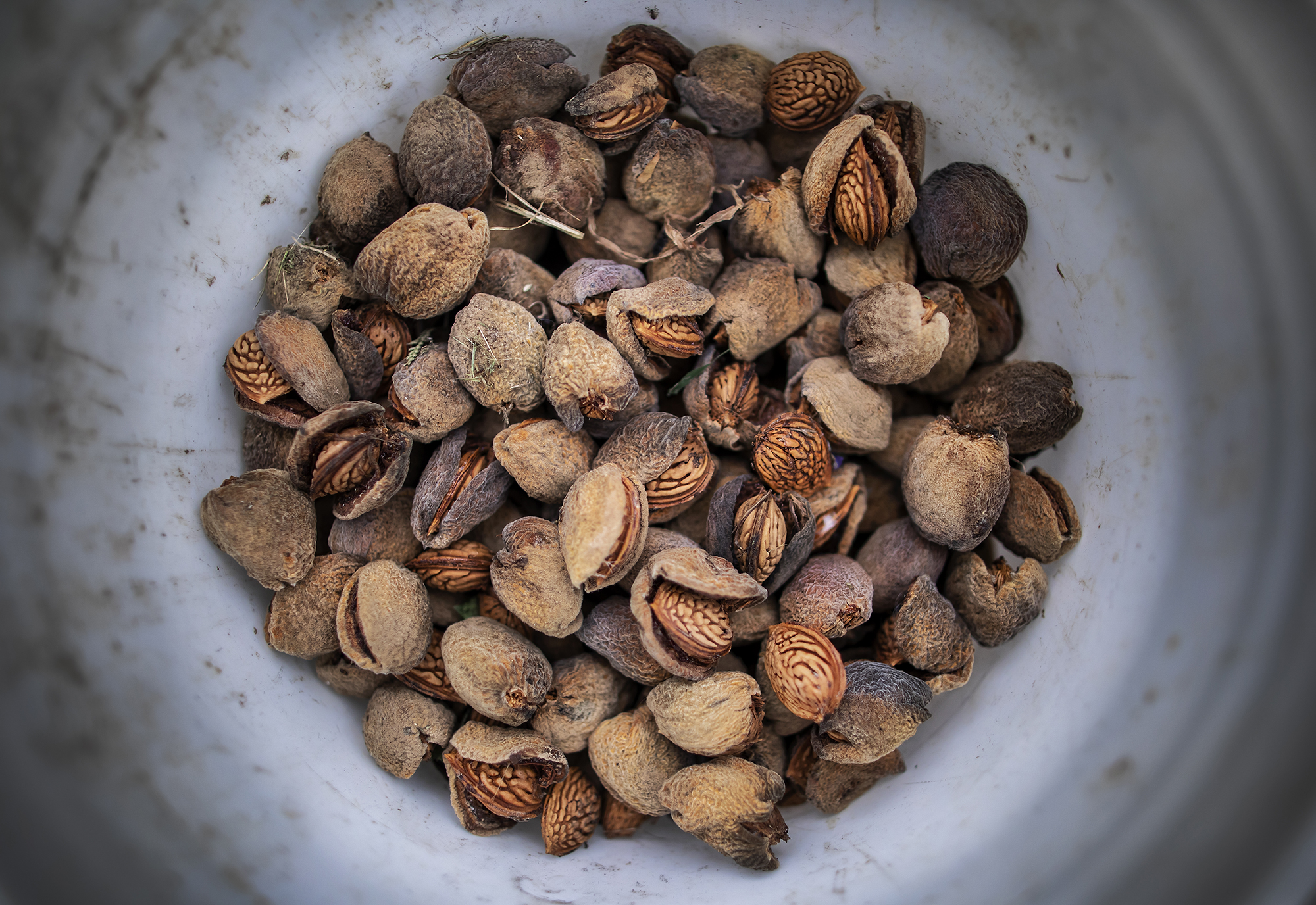 bowl of nuts from community garden