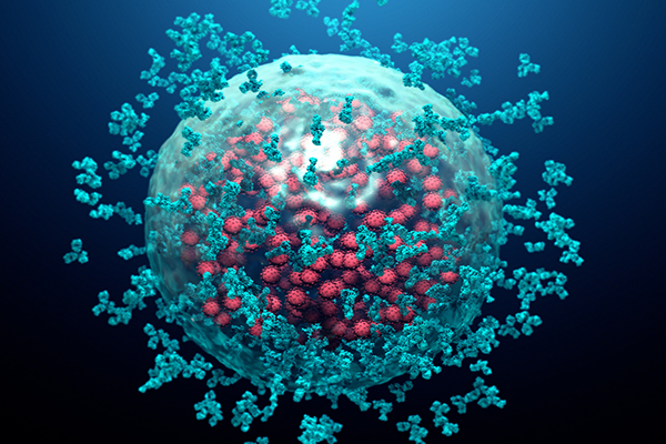 Microscopic view of antibodies destroying an infected cell by a virus.