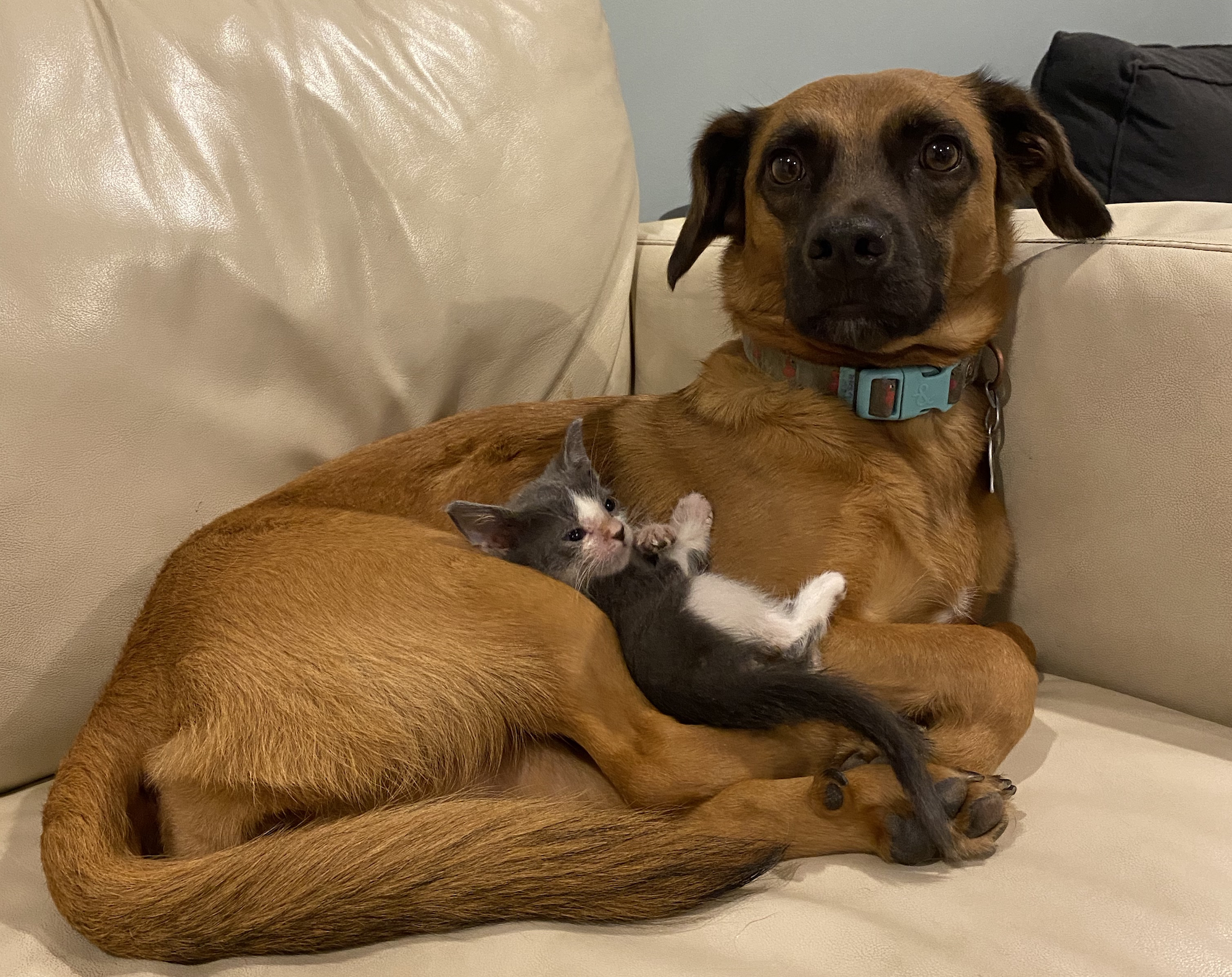 A dog sitting on a couch, with a kitten nuzzled in its lap. 