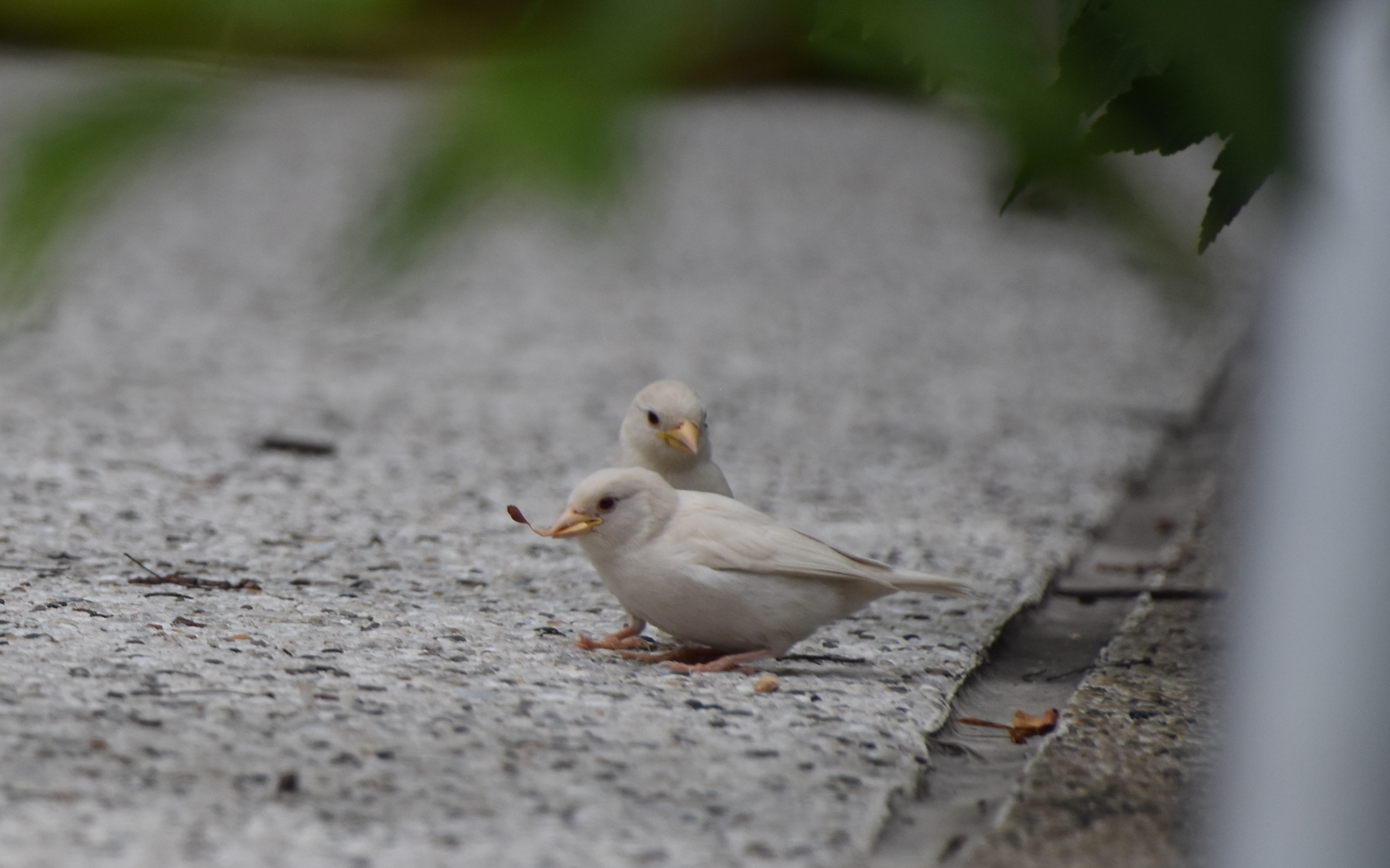 Two all-white birds on gray pavement, with blurred leaves in the foreground. 