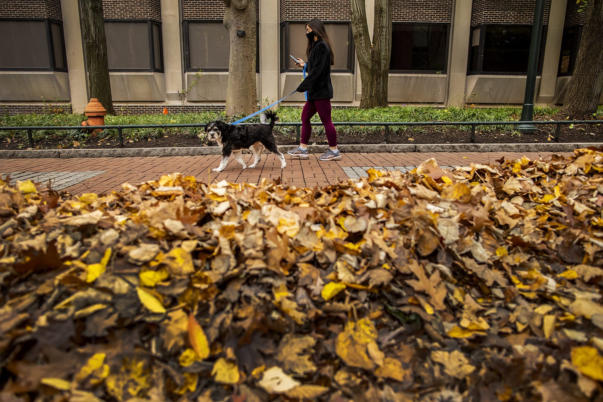 Person walking dog on Penn campus past piles of fallen fall leaves.