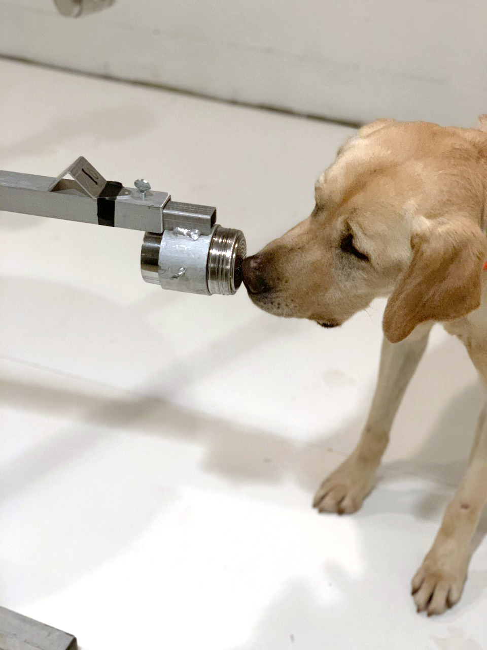 penn vet working dogs doing sniff testing