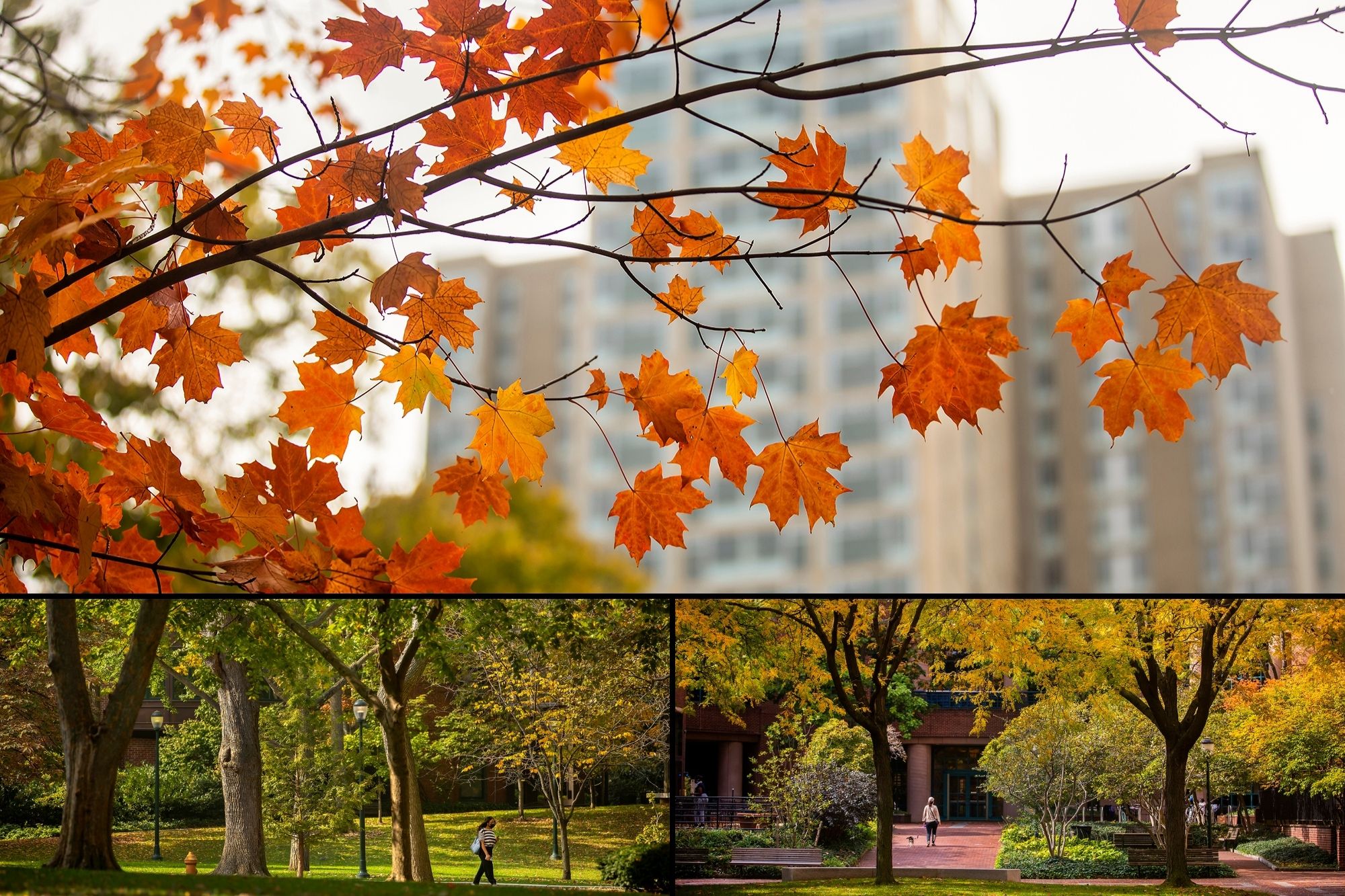 Triptych grid of fall foliage, top image has orange leaves with a college dorm residence building in the background, the bottom two are yellow fall trees on Locust Walk with the Van Pelt Library in the background
