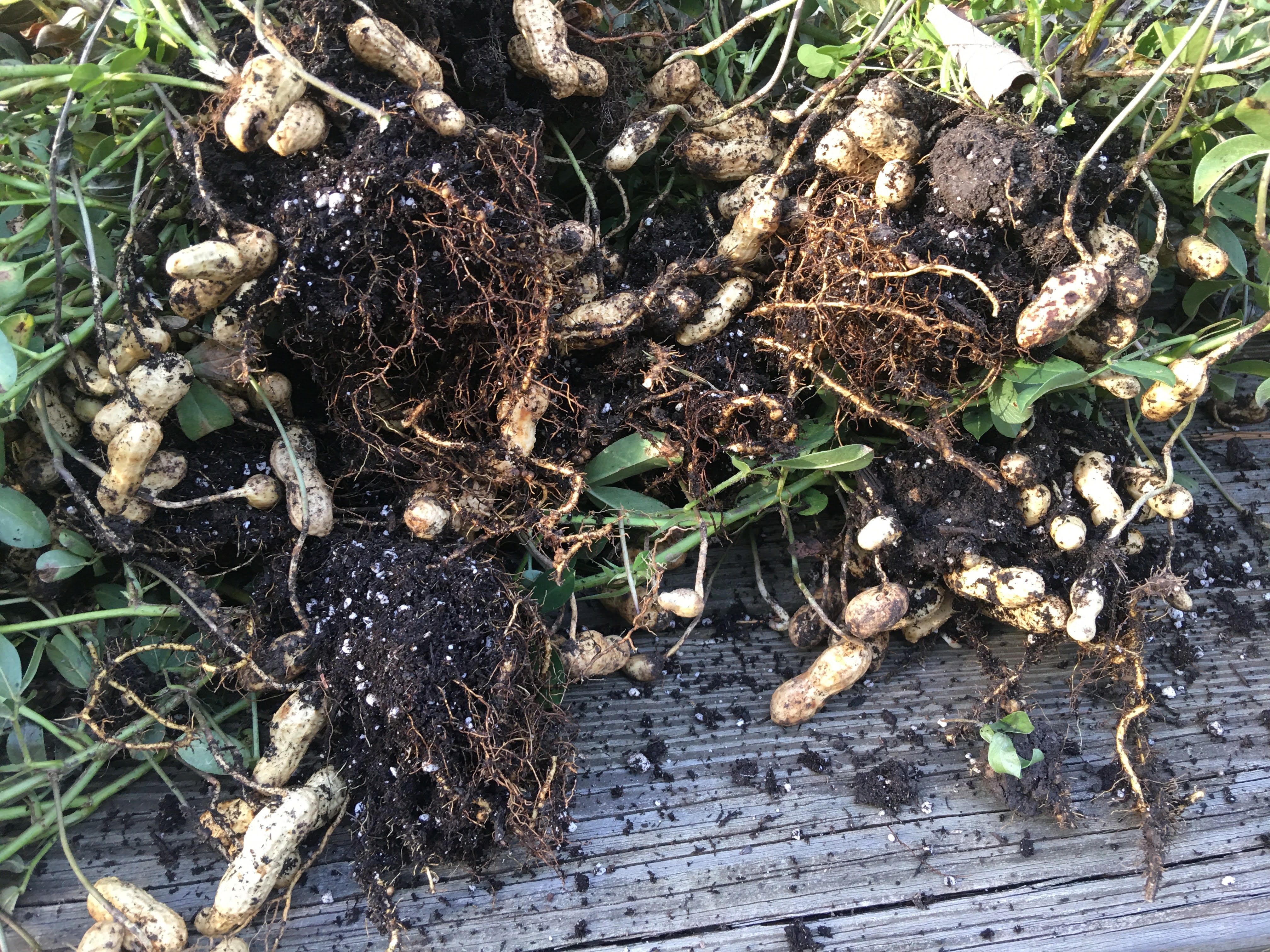 A photos of bunches of peanuts with soil and leaves in view. 