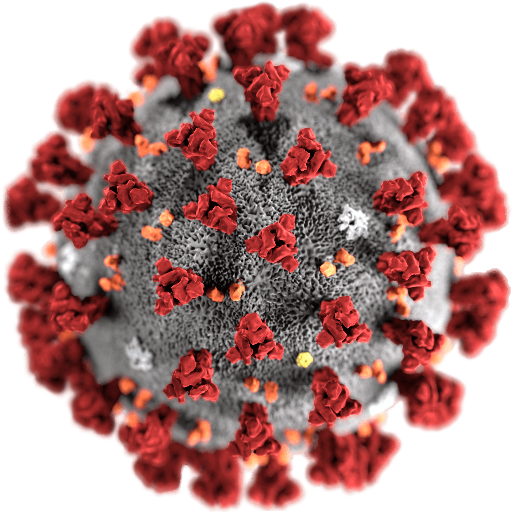 illustration showing the morphology of coronaviruses