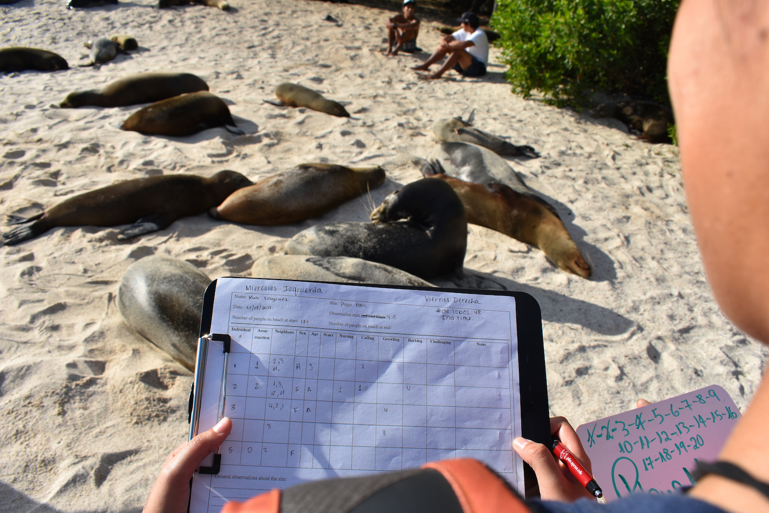 The back of a person holding a clipboard with many numbers written down. Sea lions dot the beach ahead.