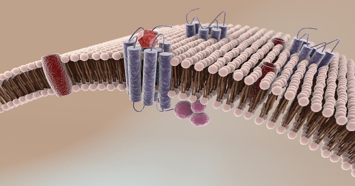 Microscopic image of A1 receptors with G-proteins in cell membrane.