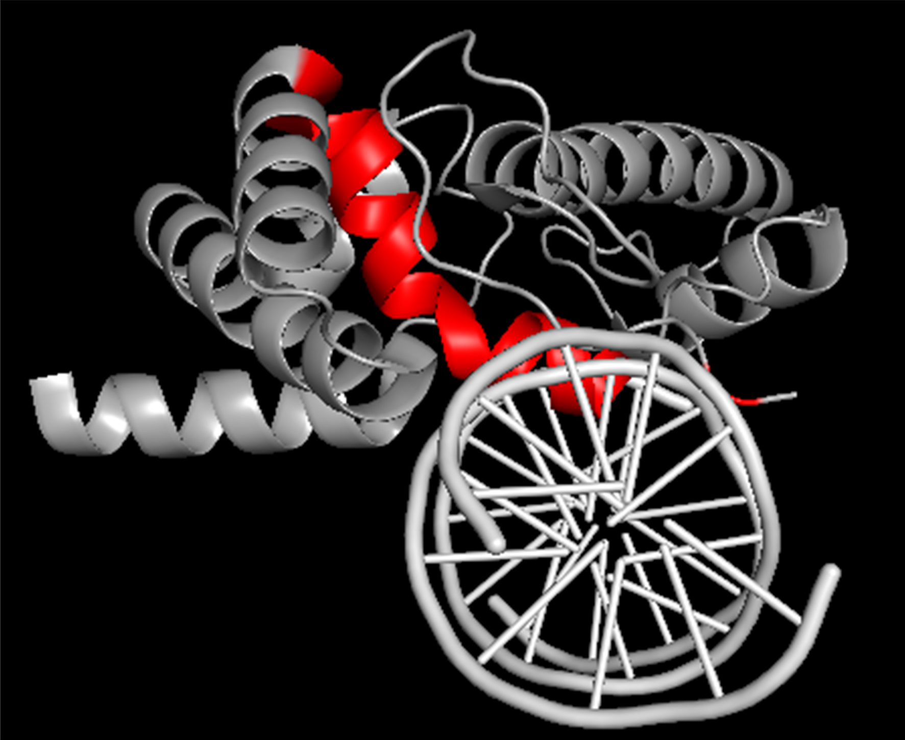 gray and red coils representing the three-dimensional structure of a protein