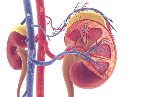 Donor- kidneys- in- the- U.-S. are- being- discarded- unnecessarily