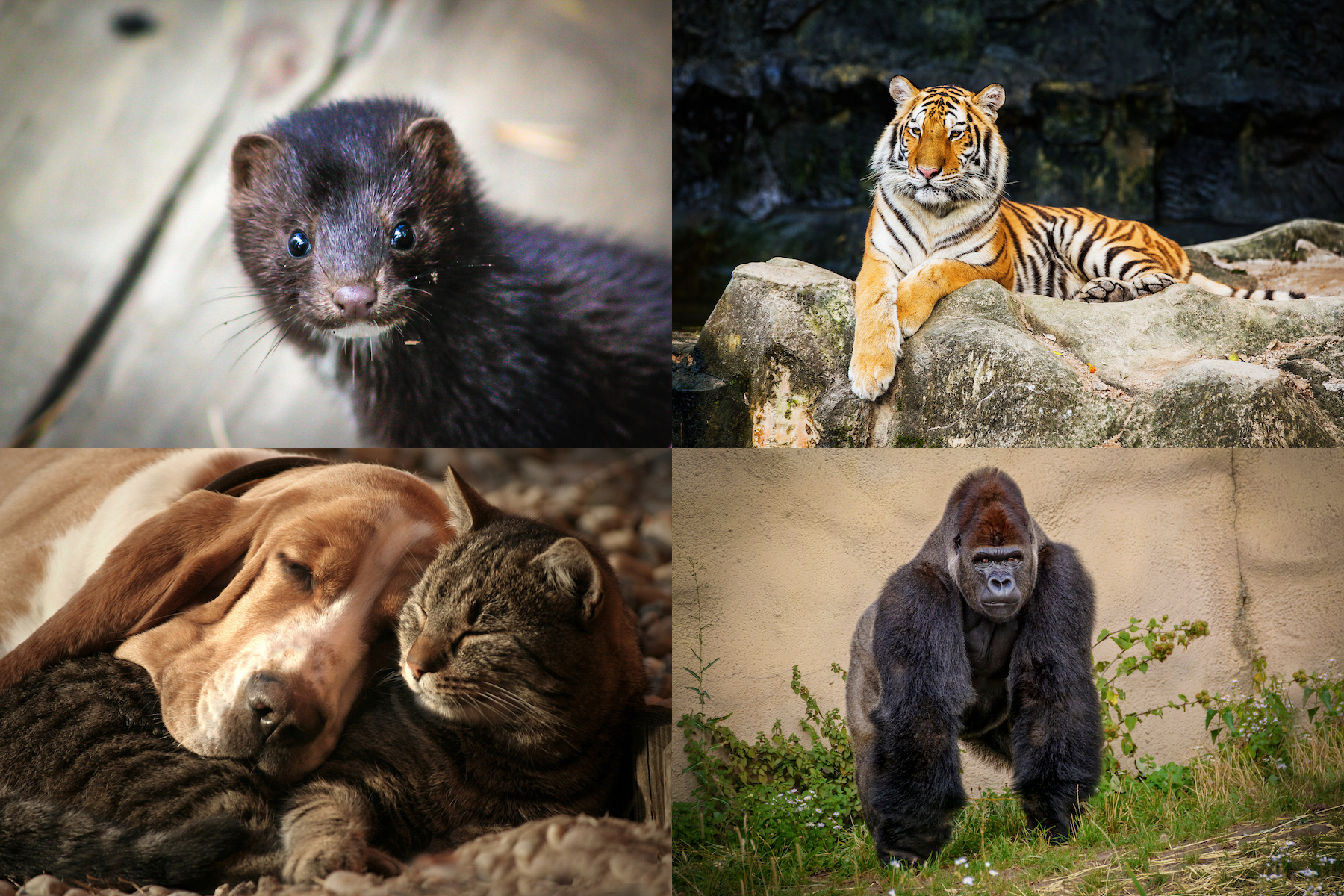 four panels with photos of a mink, a tiger, a dog and cat, and a gorilla