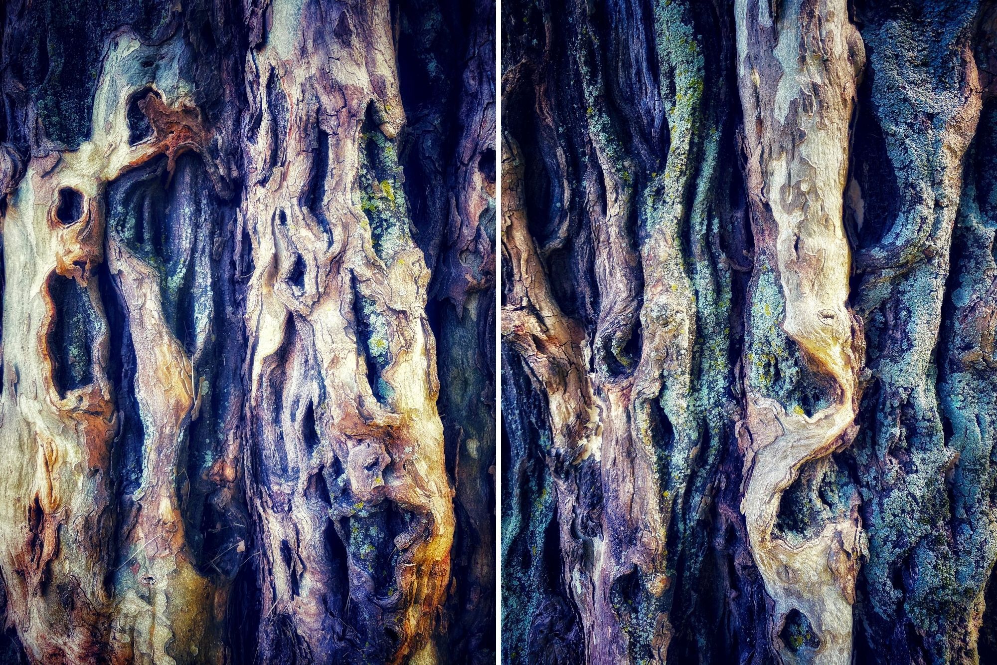 Two close-up images of tree bark peeling.