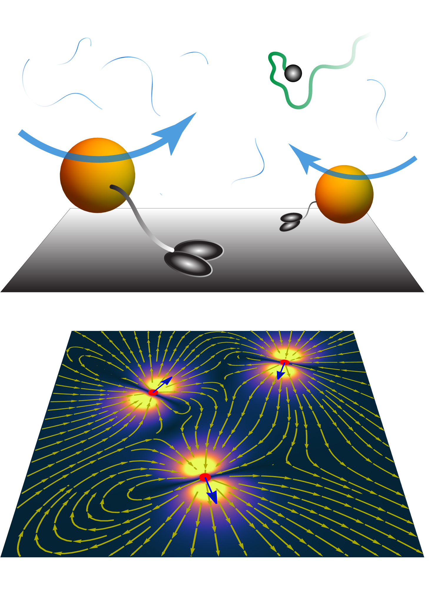 a diagram of flow fields generated molecular motors