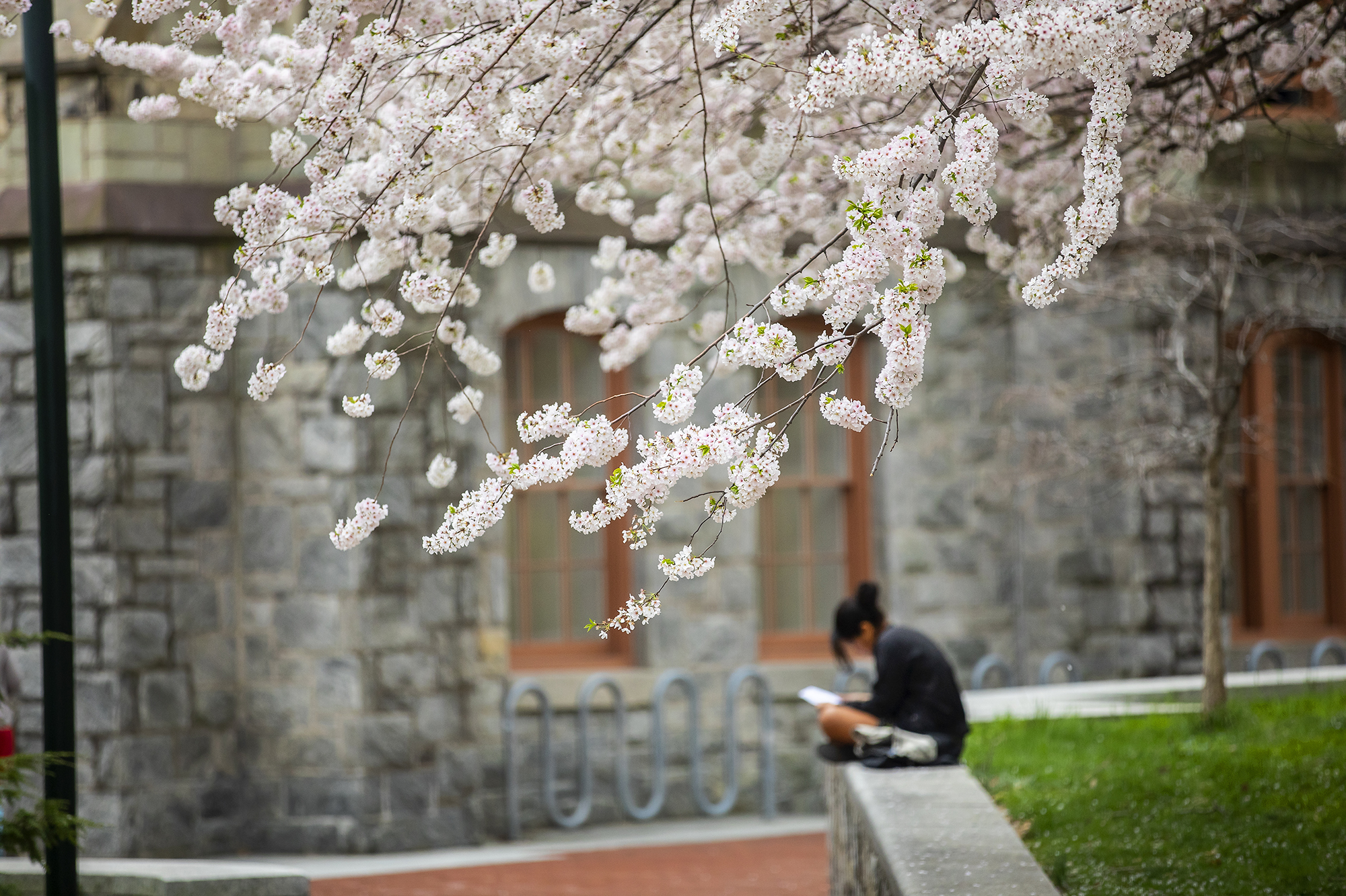 a student studies under a cherry blossom tree at cohen hall