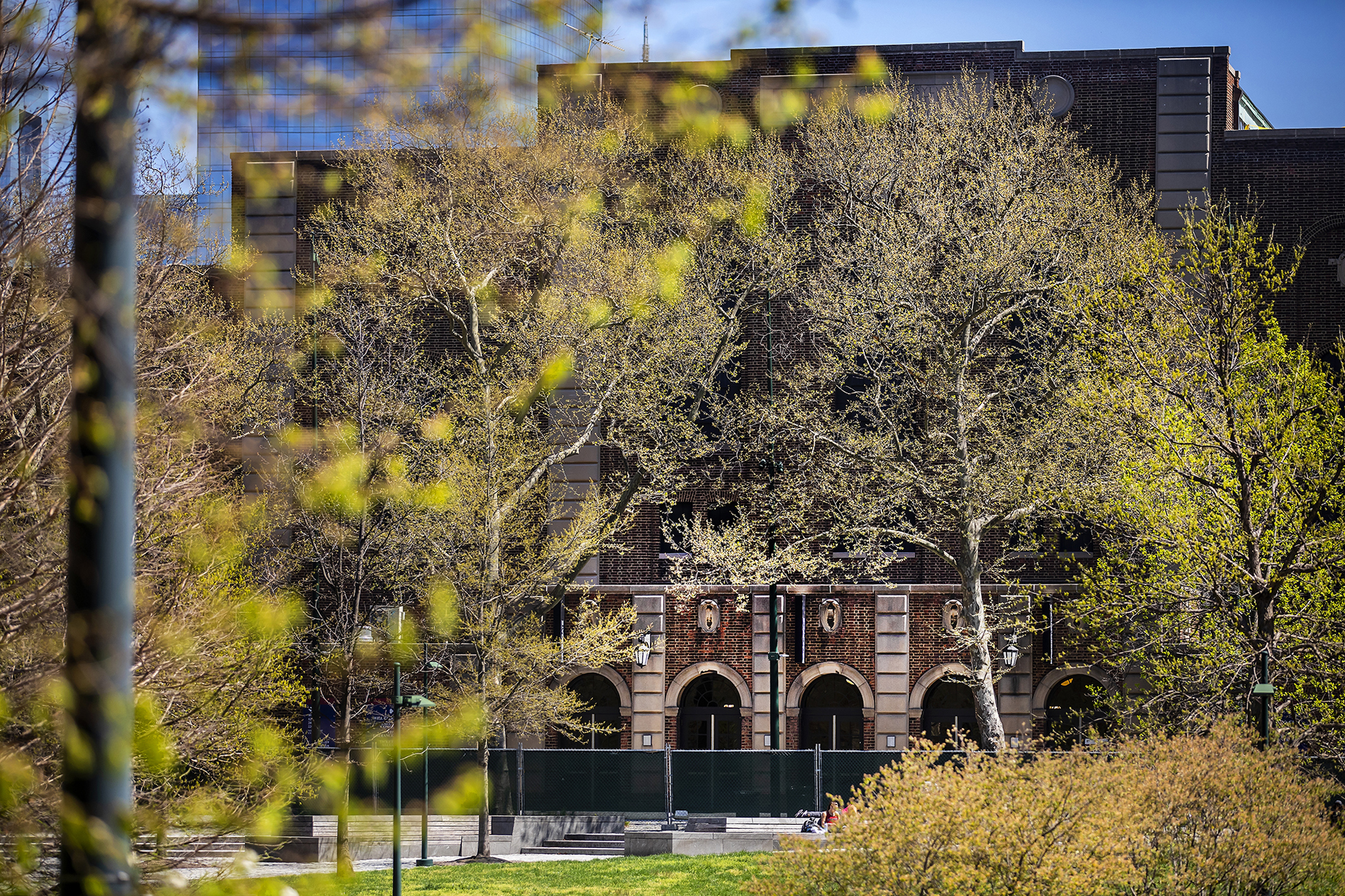 londonplane trees in front of the palestra