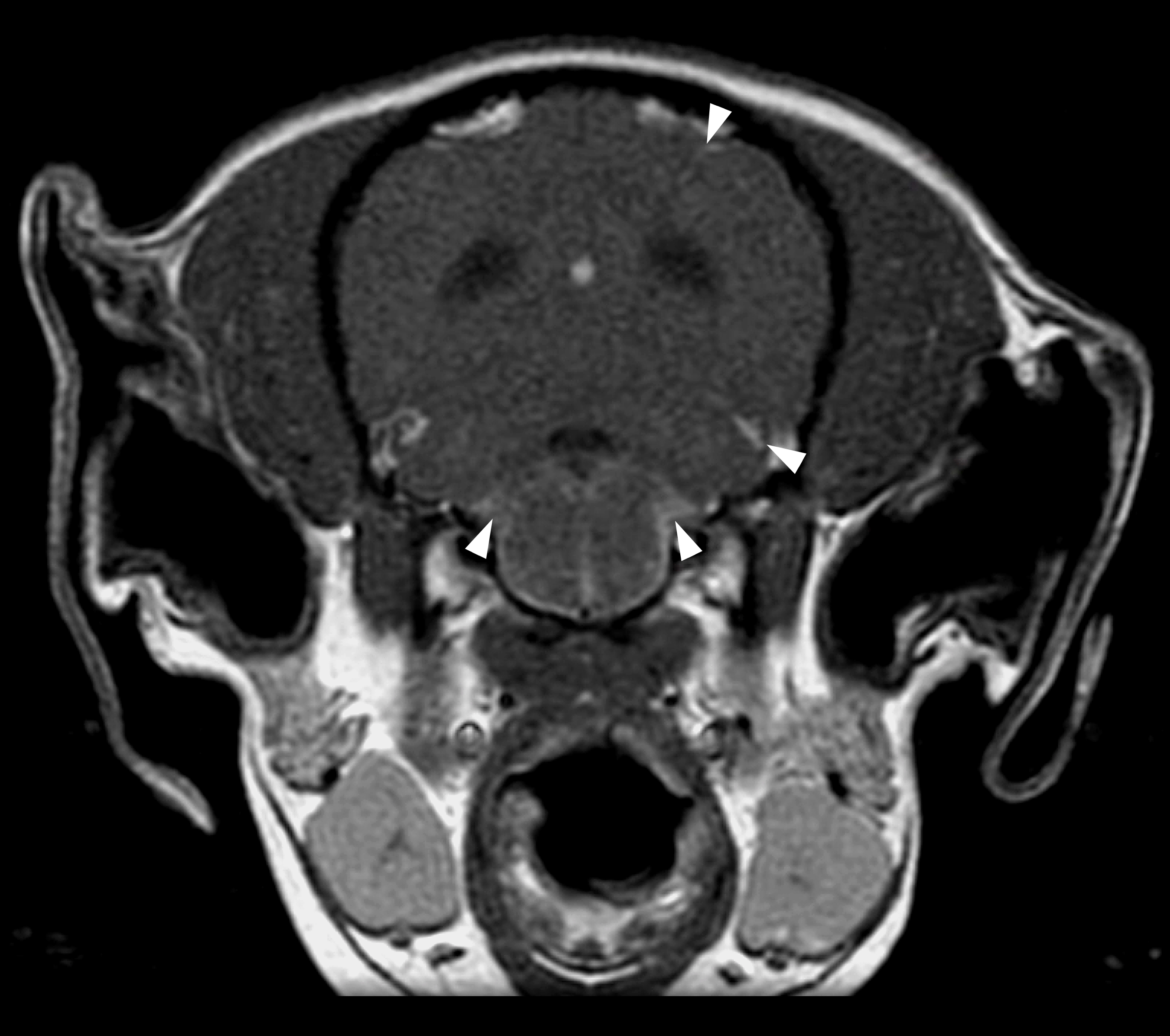 MRI image of dog head