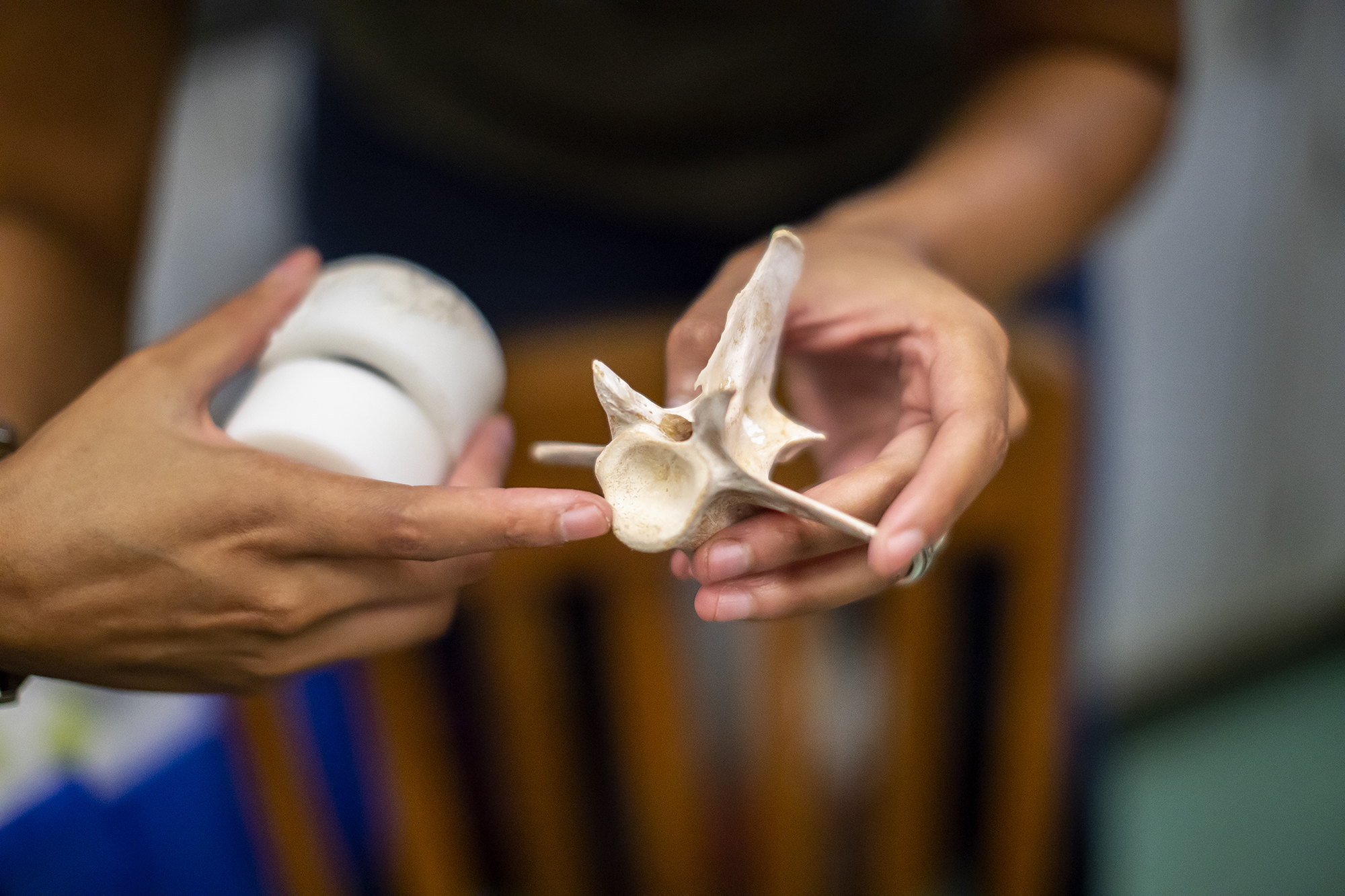 A researcher holds a vertebra in their hand while another points at its features