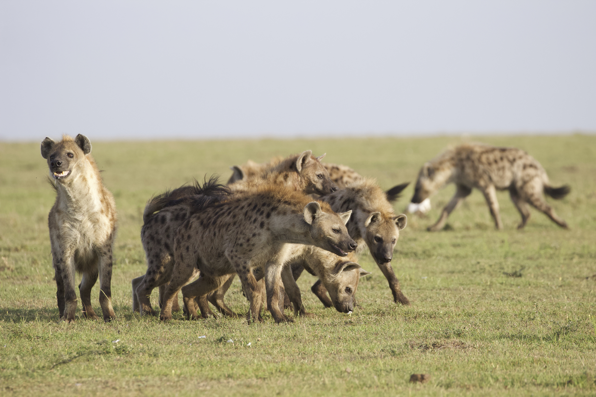 Group of hyenas on the landscape
