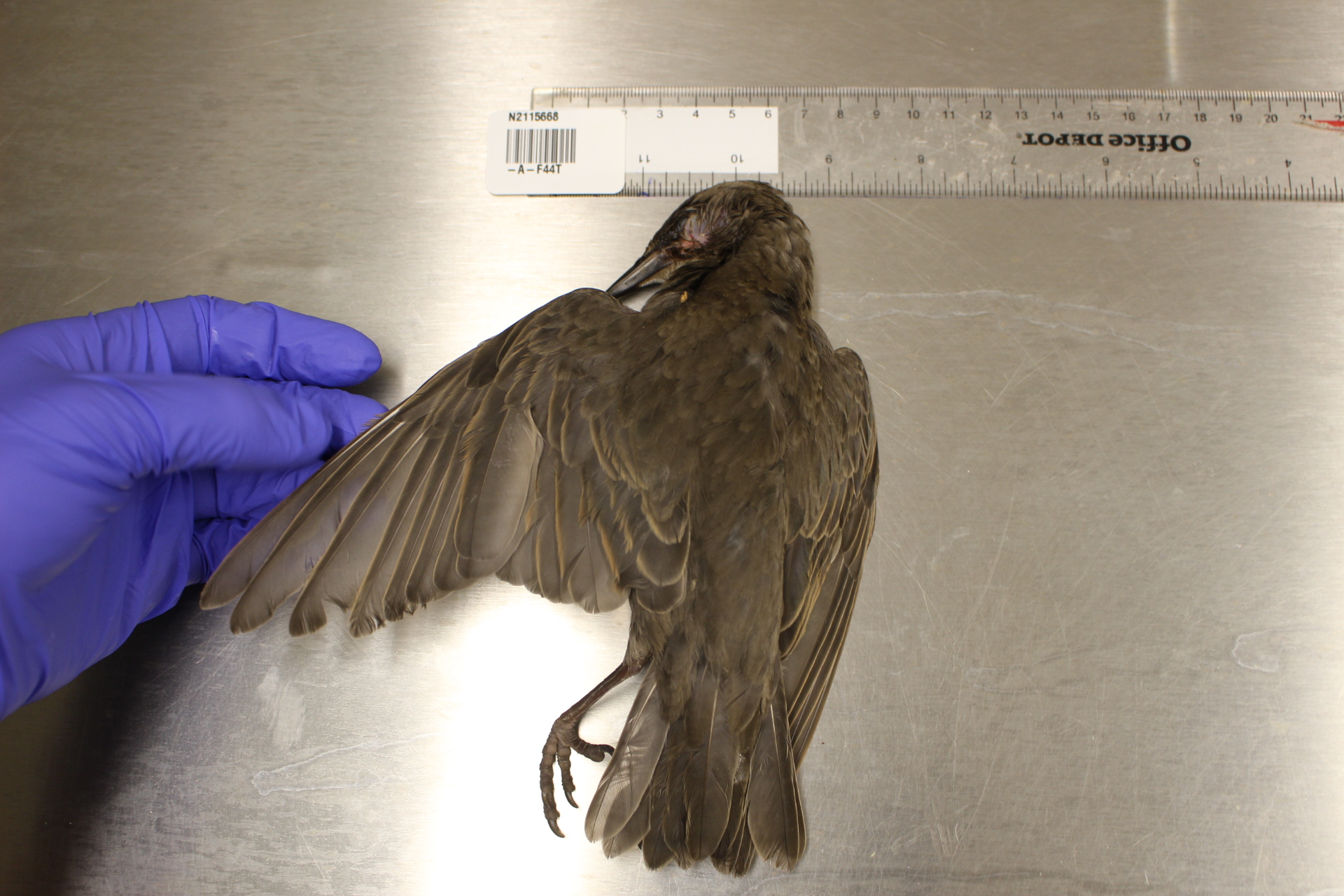 The wing of a dead starling is held in a gloved hand and measured