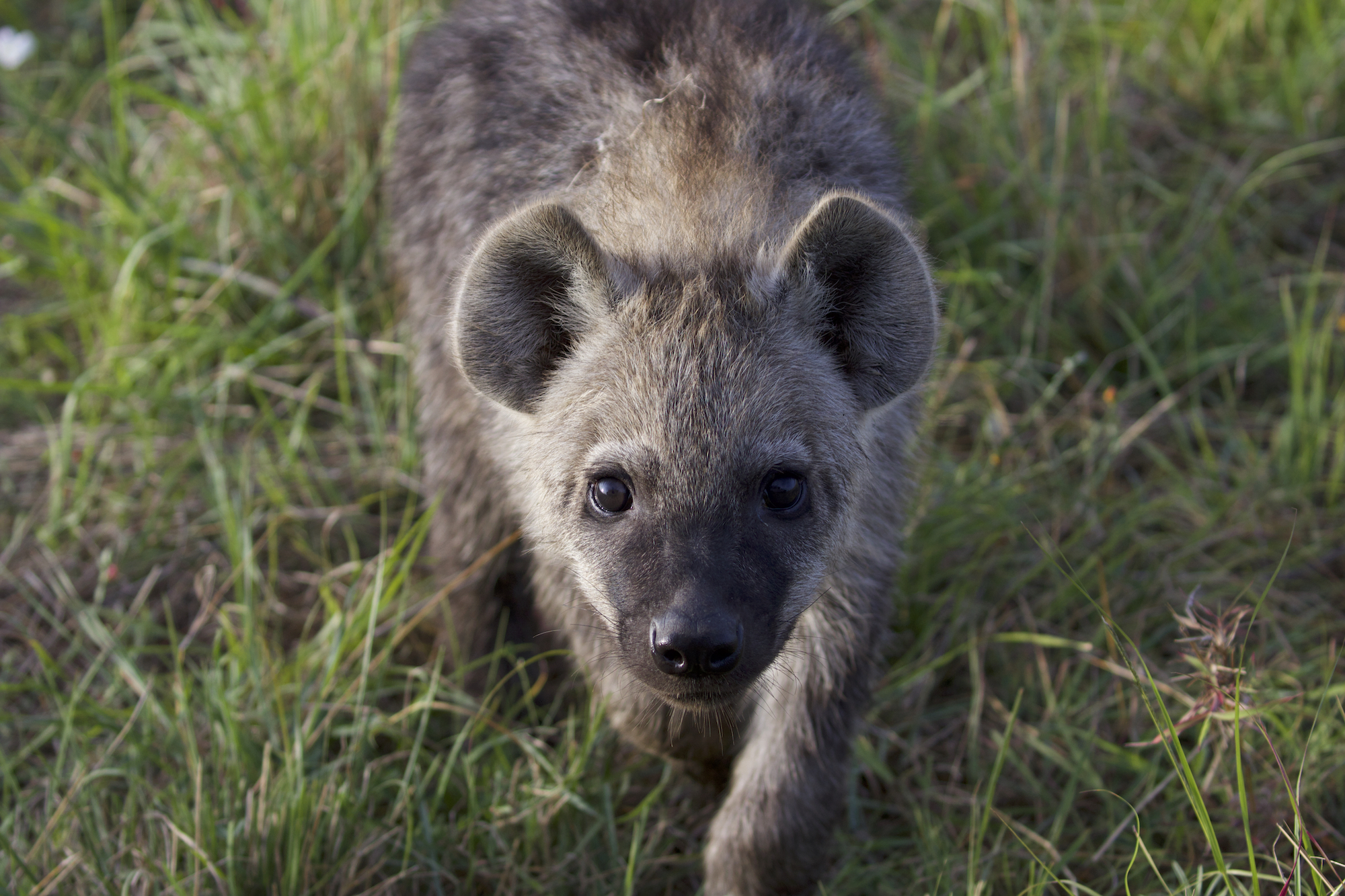 A young hyena