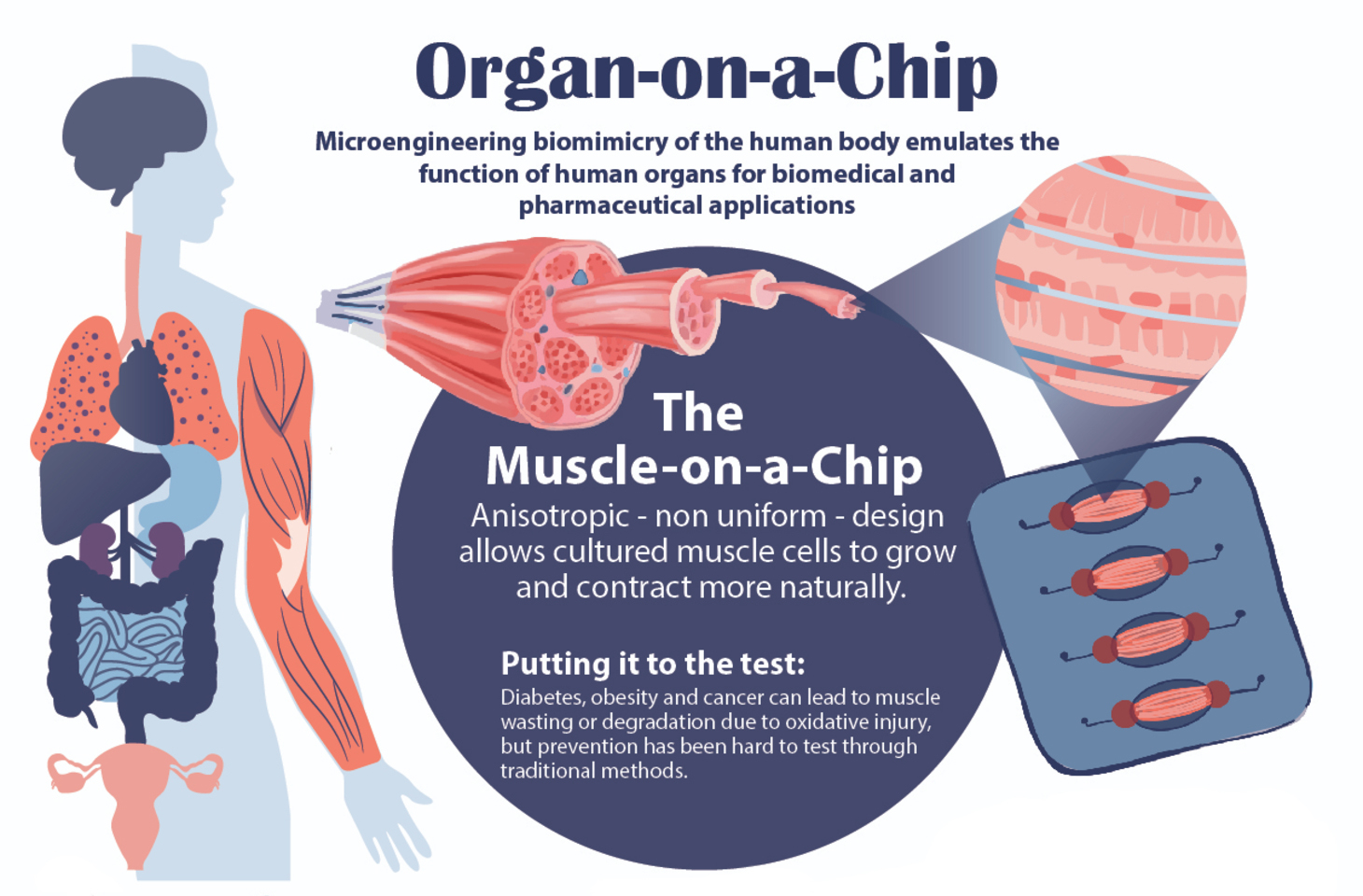 Illustration of human body and organ on a chip technology highlighted.