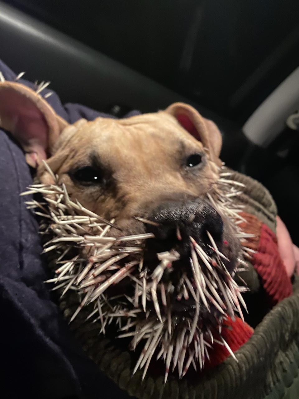 dog with quills in face from porcupine