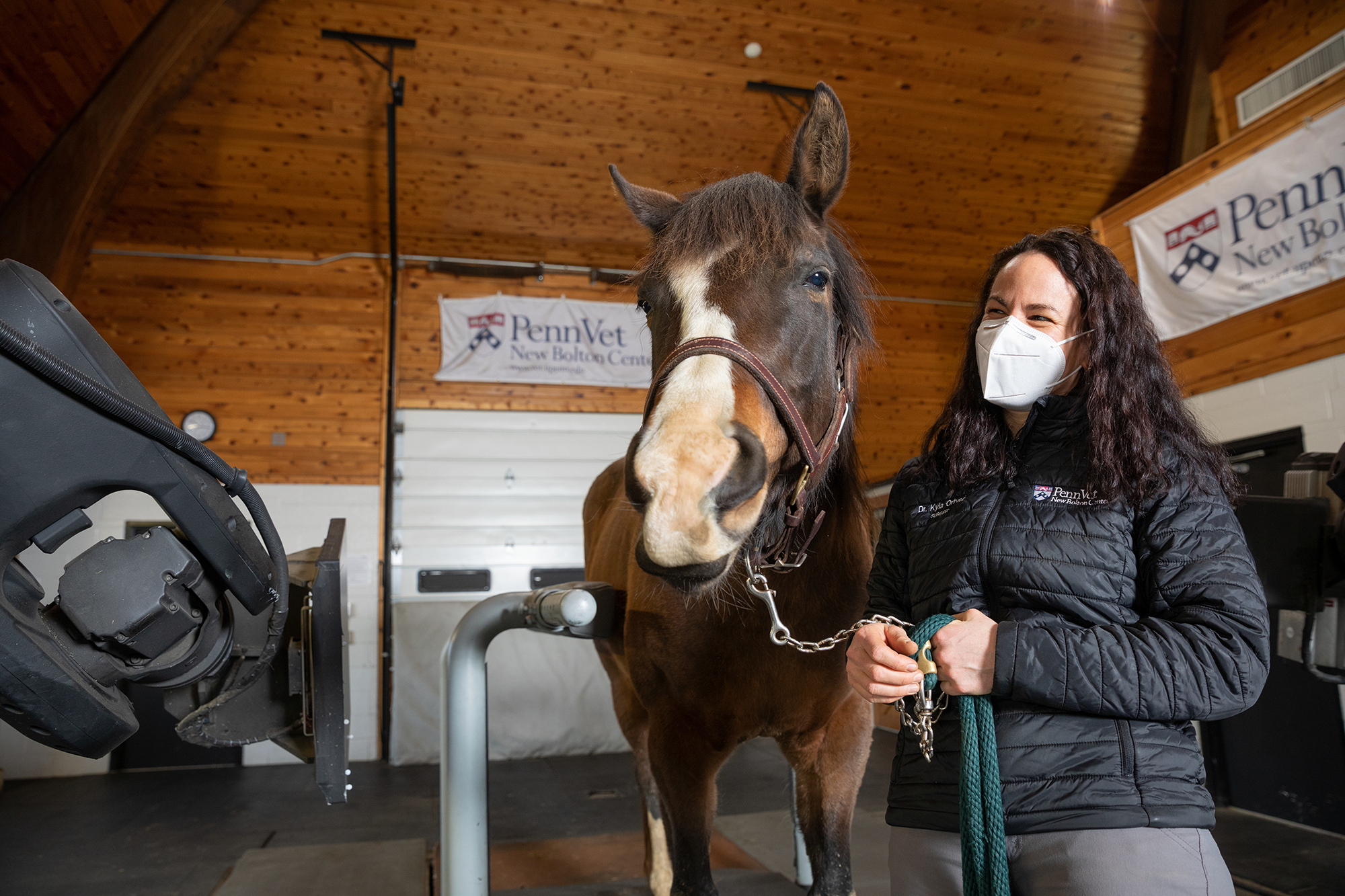 horse at penn vet new bolton center